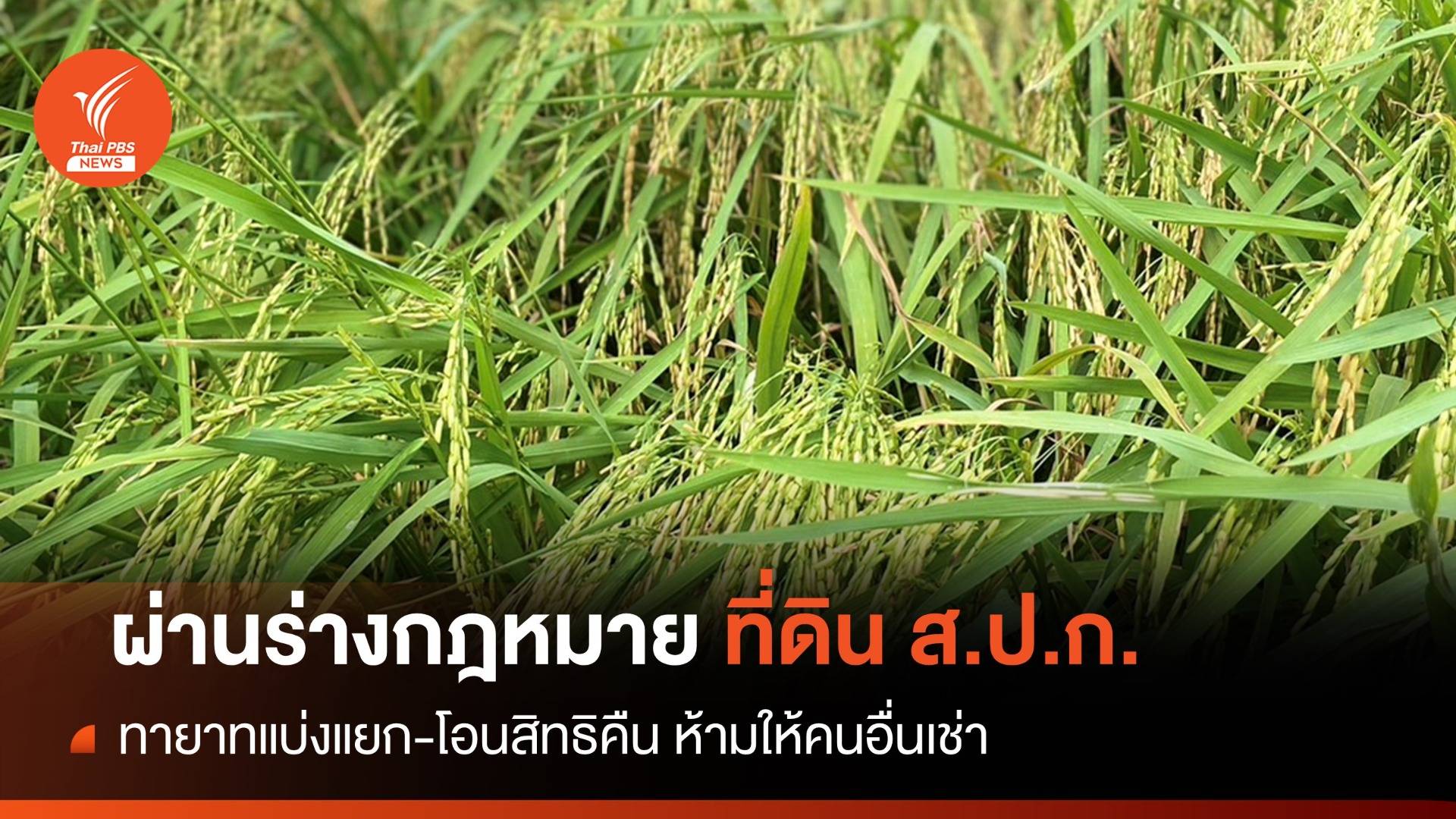 ครม.เคาะร่างกฎหมายแบ่งแยก-โอนสิทธิที่ดิน ส.ป.ก.