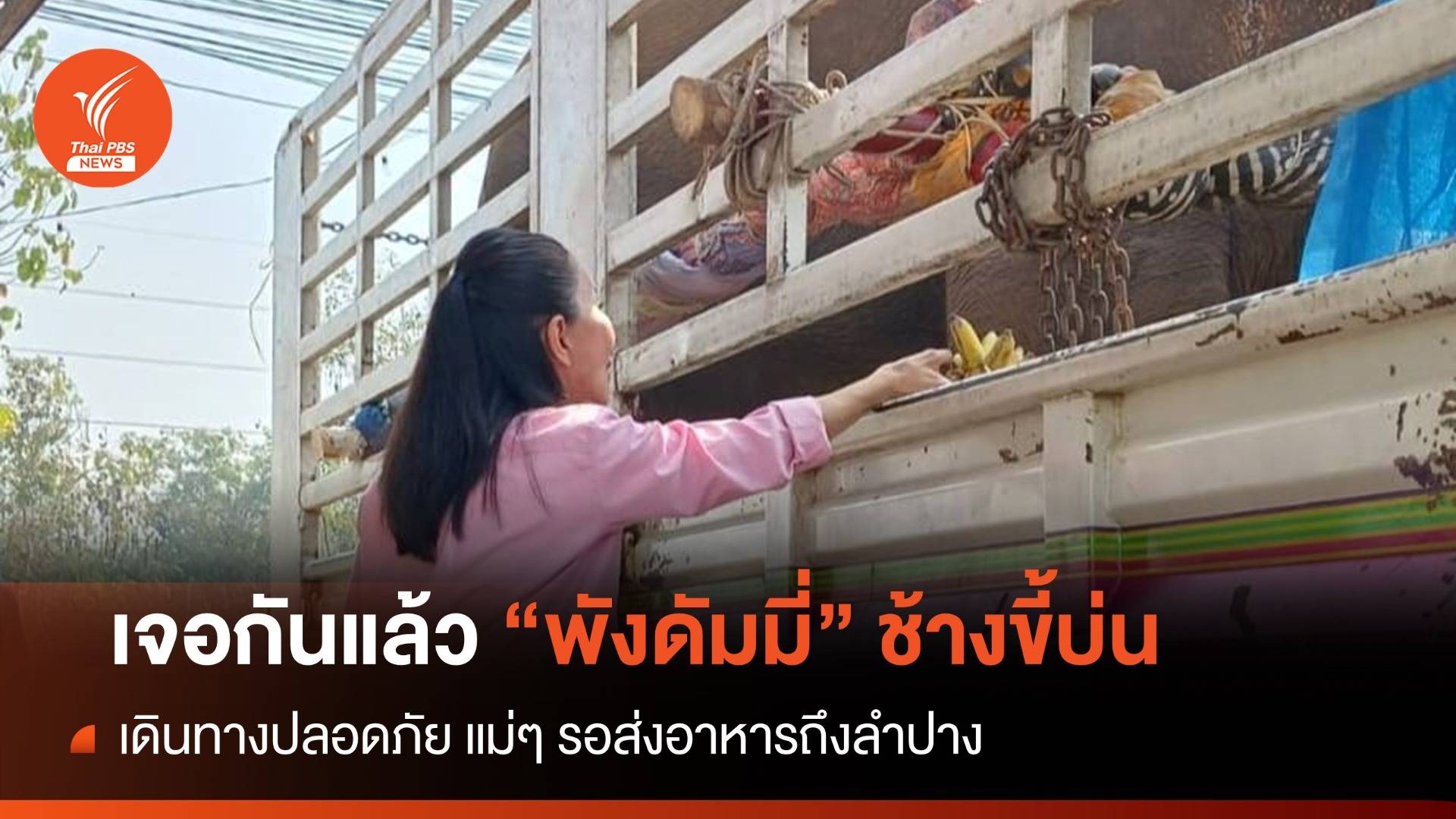 "กัญจนา" ปะหน้า "พังดัมมี่" ช้างขี้บ่น แม่ๆ ส่งใจอาหารเต็มพุง