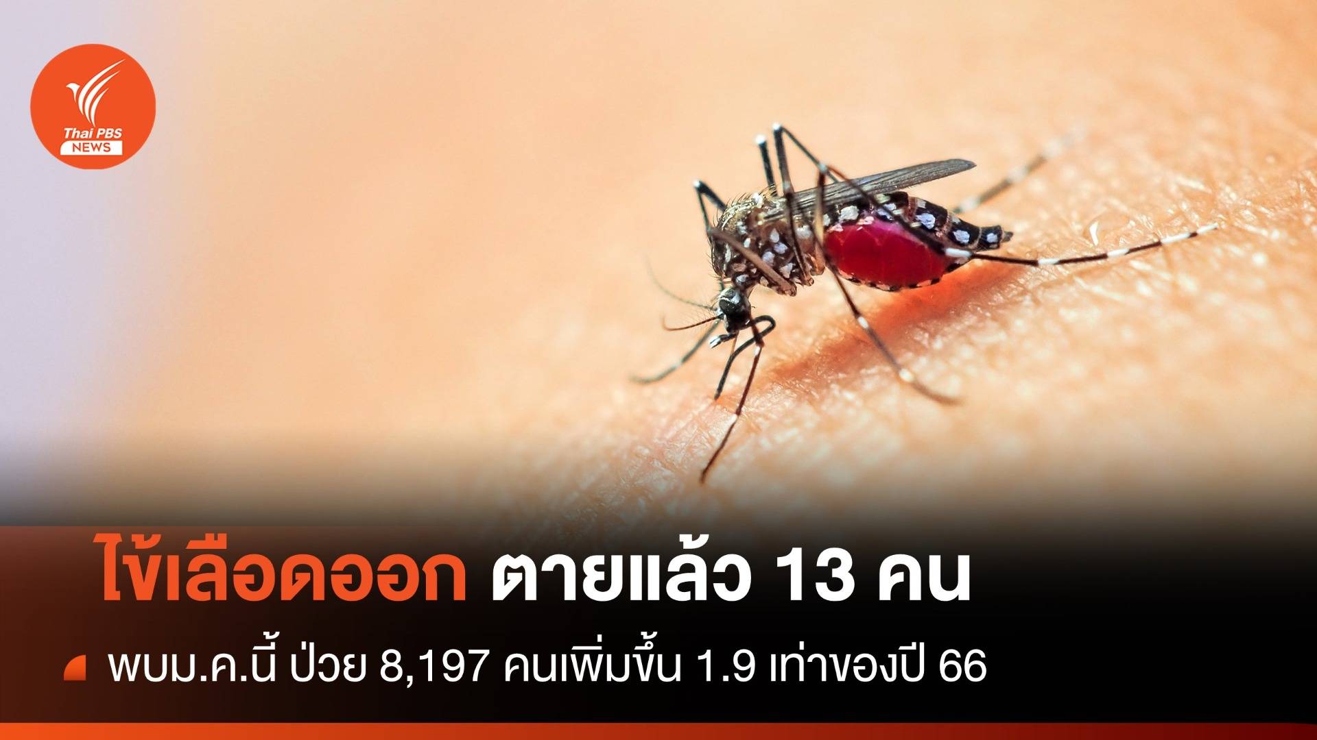 "ไข้เลือดออก" ม.ค.พุ่ง 1.9 เท่าป่วย 8,197 คนตาย 13 คน