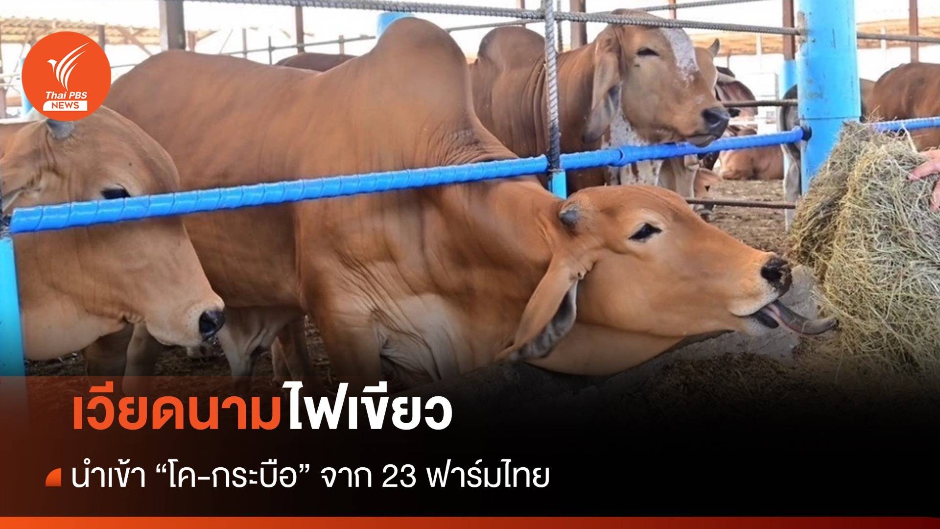 เวียดนามไฟเขียว! นำเข้า "โค-กระบือ" จาก 23 ฟาร์มไทย