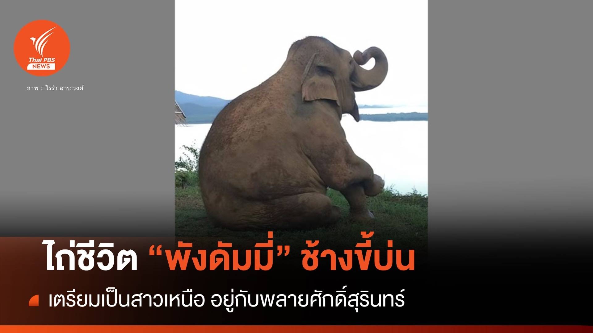 ไถ่ชีวิต “พังดัมมี่” ช้างขี้บ่นสายอินดี้ทะเล จะมาเป็นสาวเหนือ