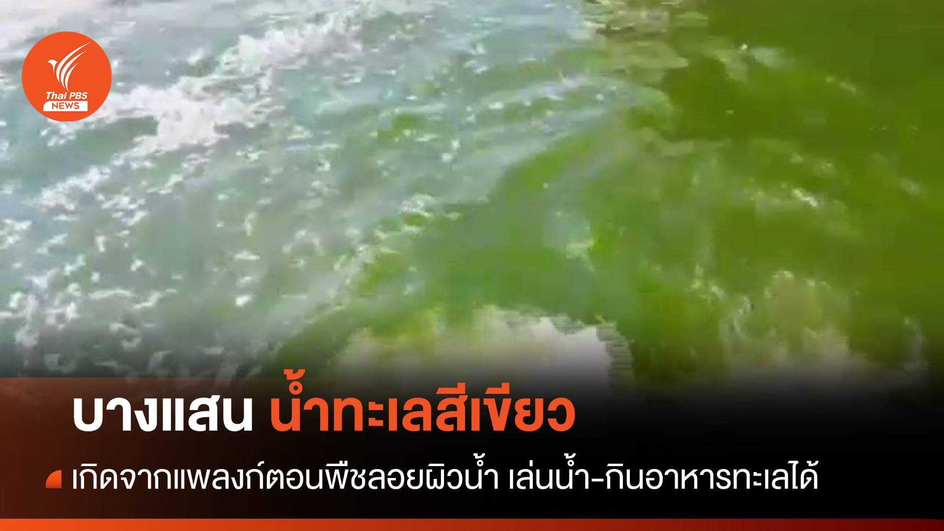 บางแสนน้ำทะเลสีเขียว เกิดจากแพลงก์ตอนบลูม "อ.ธรณ์" ชี้สาเหตุโลกร้อน