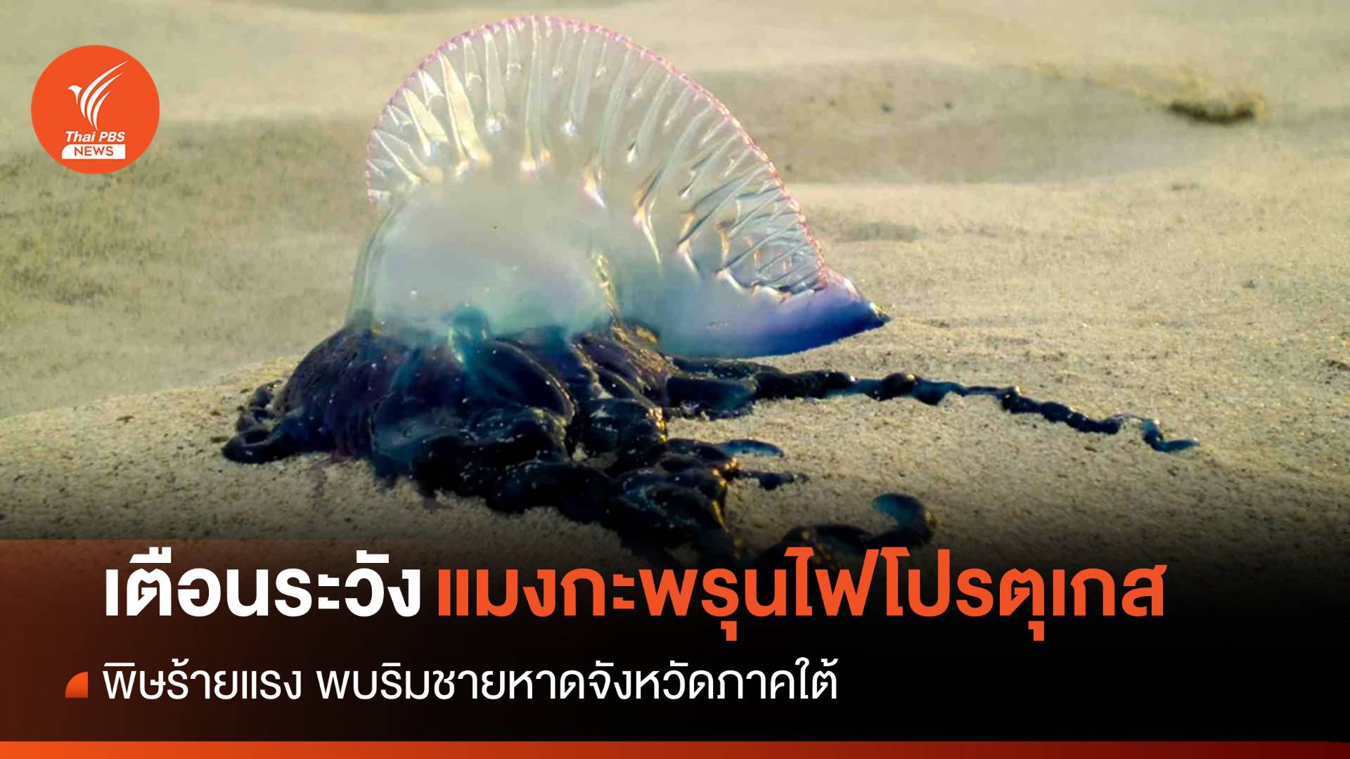 เตือนลงเล่นน้ำระวัง "แมงกะพรุนพิษ" ชายหาดจังหวัดภาคใต้