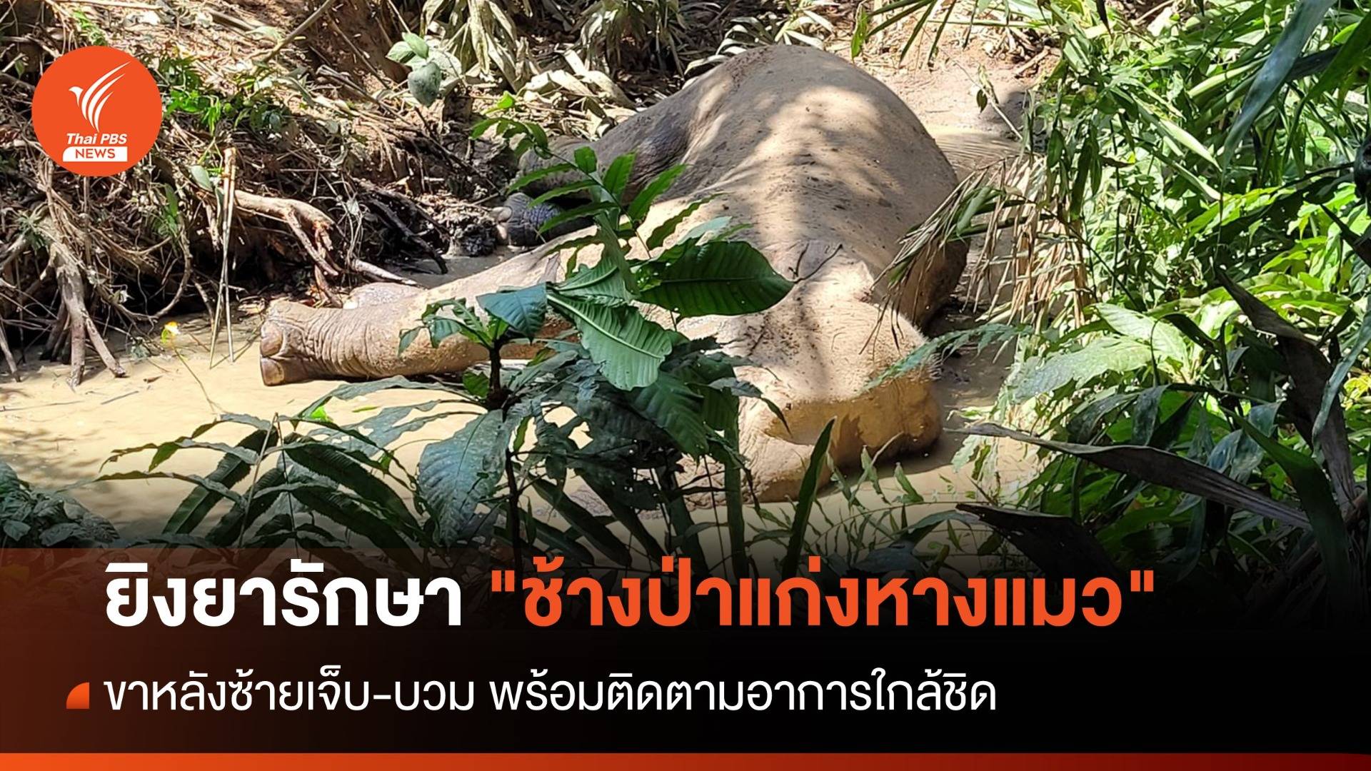ยิงยารักษา "ช้างป่าแก่งหางแมว" ขาหลังซ้ายเจ็บ-บวม
