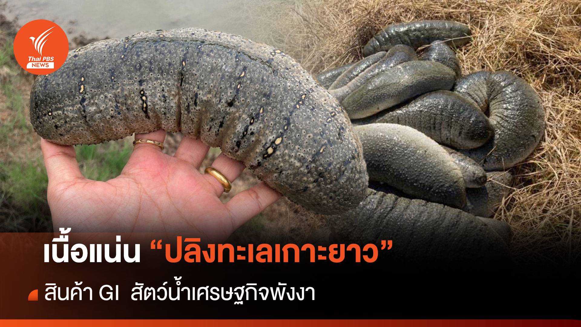 เนื้อแน่น ! “ปลิงทะเลเกาะยาว” สินค้า GI  สัตว์น้ำเศรษฐกิจพังงา