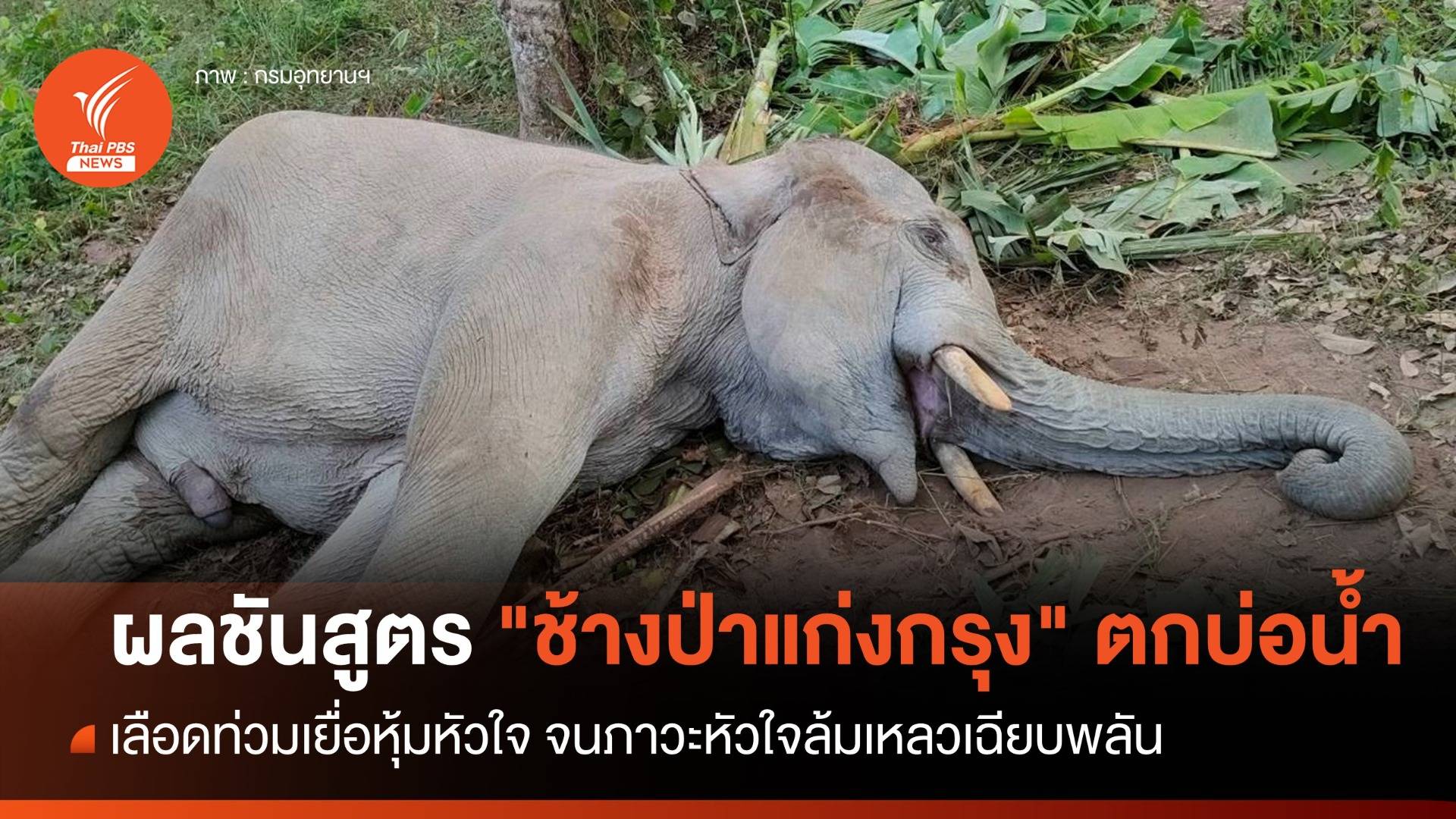 เปิดผลชันสูตร "ลูกช้างป่าแก่งกรุง" หัวใจล้มเหลวเฉียบพลัน