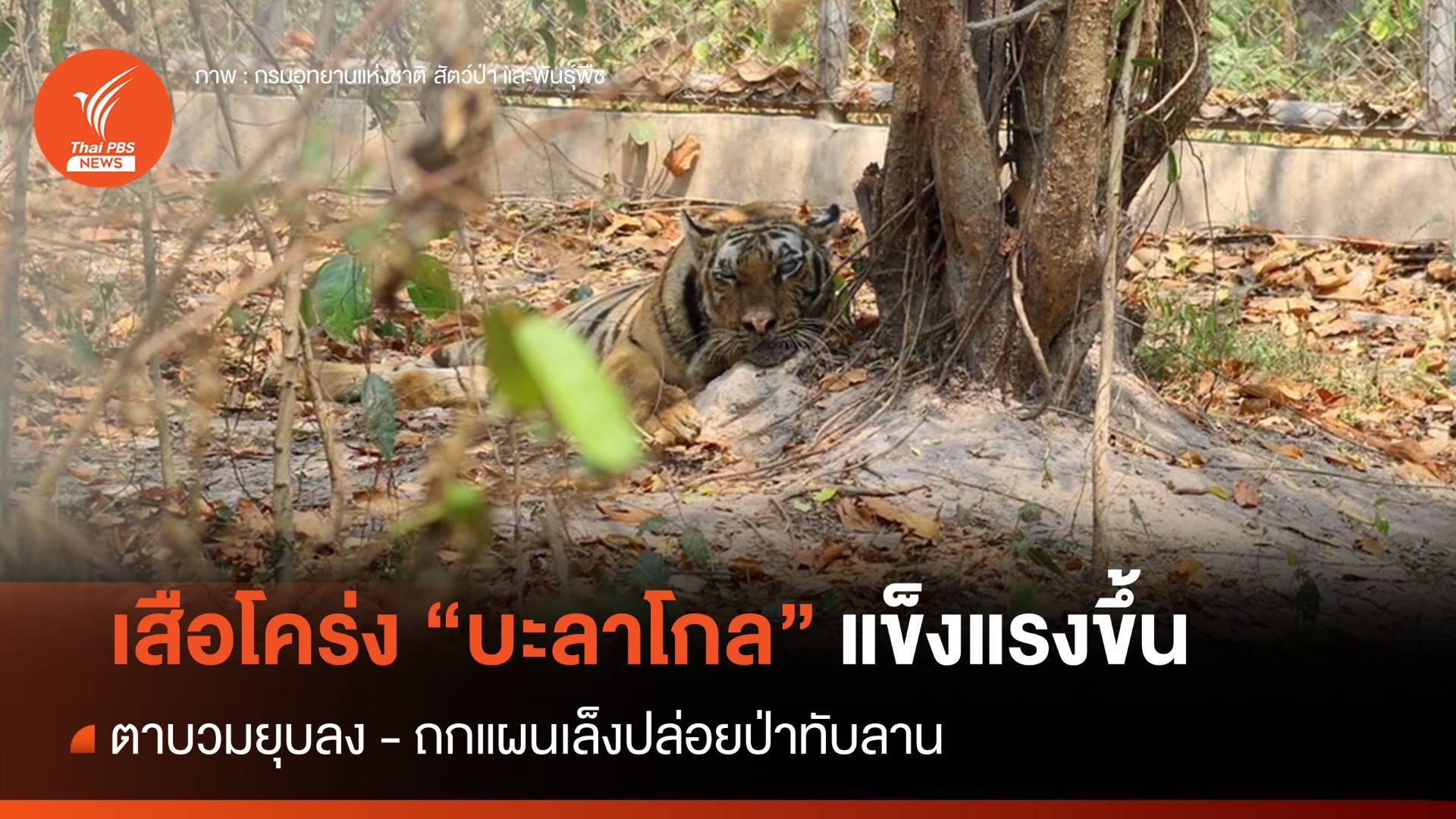 เสือโคร่ง "บะลาโกล" แข็งแรงขึ้น-ตาบวมยุบลง ถกแผนเล็งปล่อยป่าทับลาน