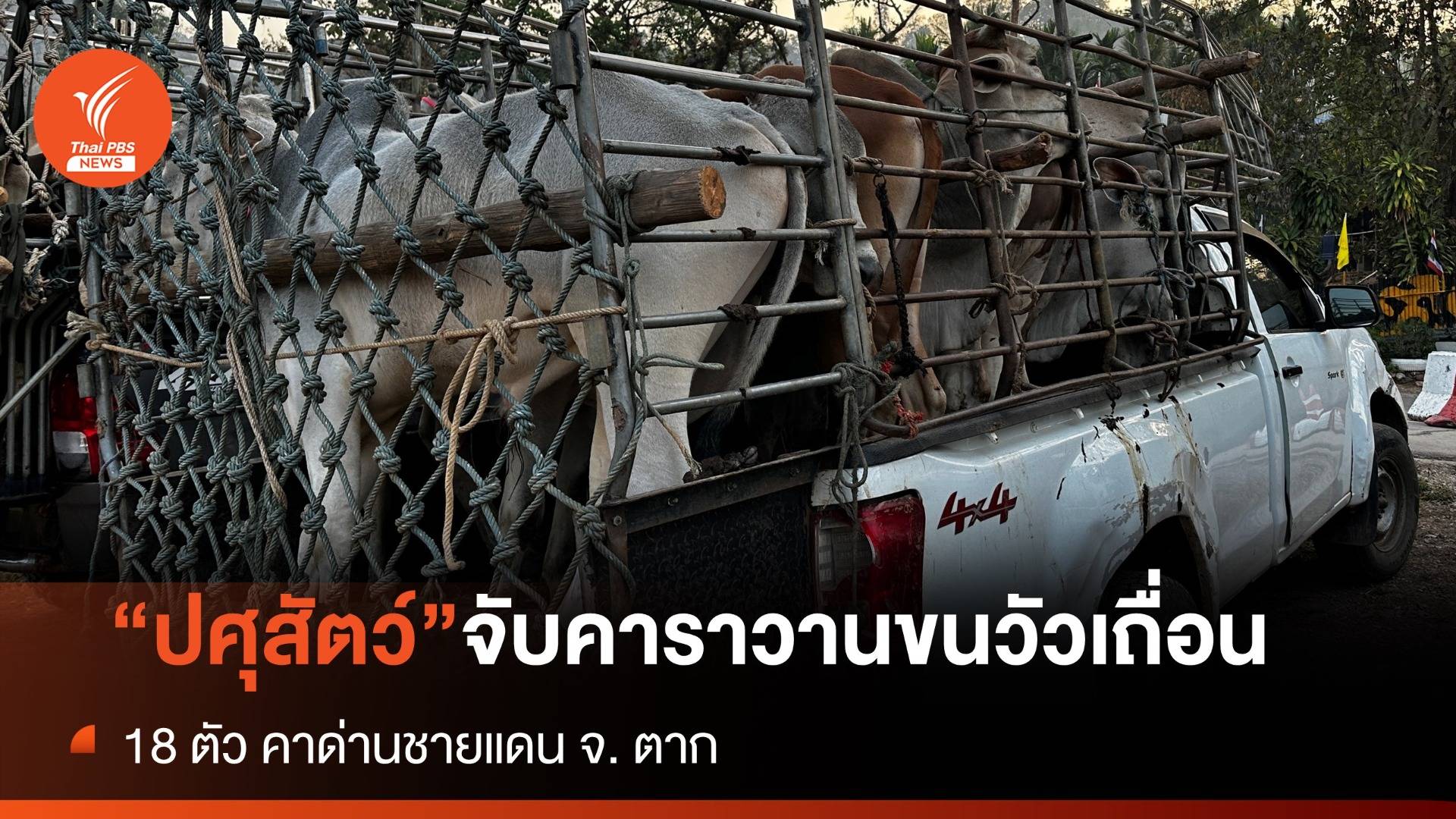 “ปศุสัตว์” จับคาราวานขนวัวเถื่อน 18 ตัว คาด่านชายแดน จ. ตาก