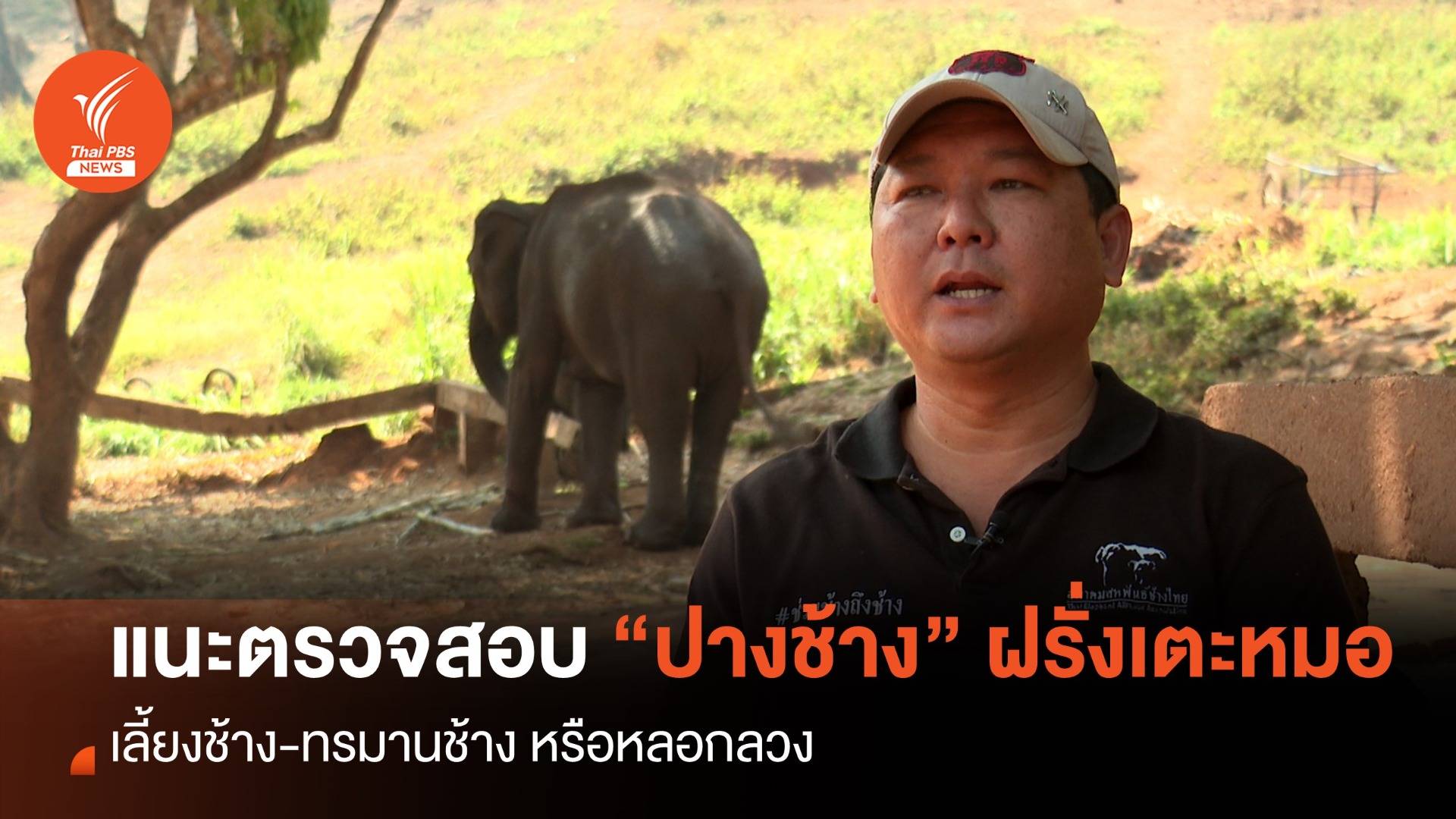 แนะตรวจสอบปางช้างเดวิด เข้าข่าย “ทารุณสัตว์-หลอกลวง” หรือไม่