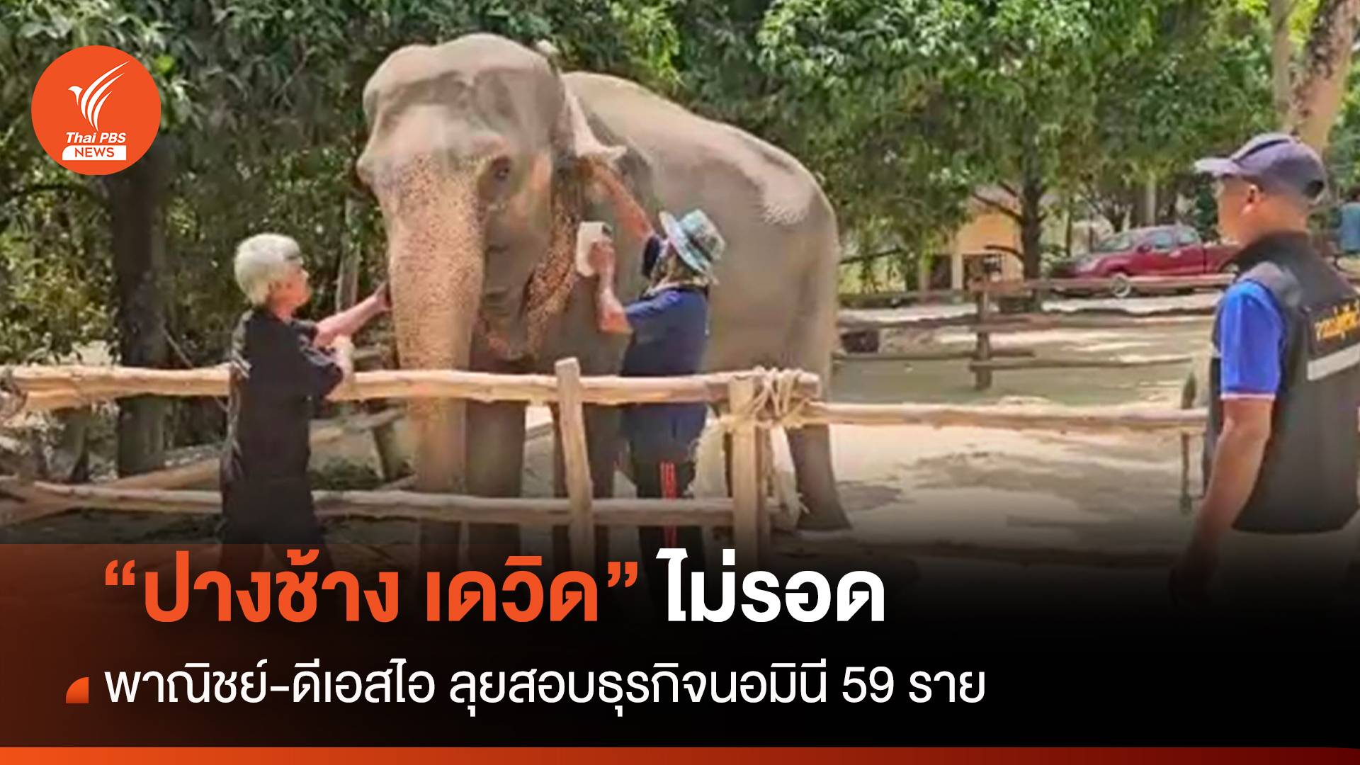 ปางช้าง "เดวิด" ไม่รอด พาณิชย์-ดีเอสไอ ลุยสอบธุรกิจนอมินี 59 ราย