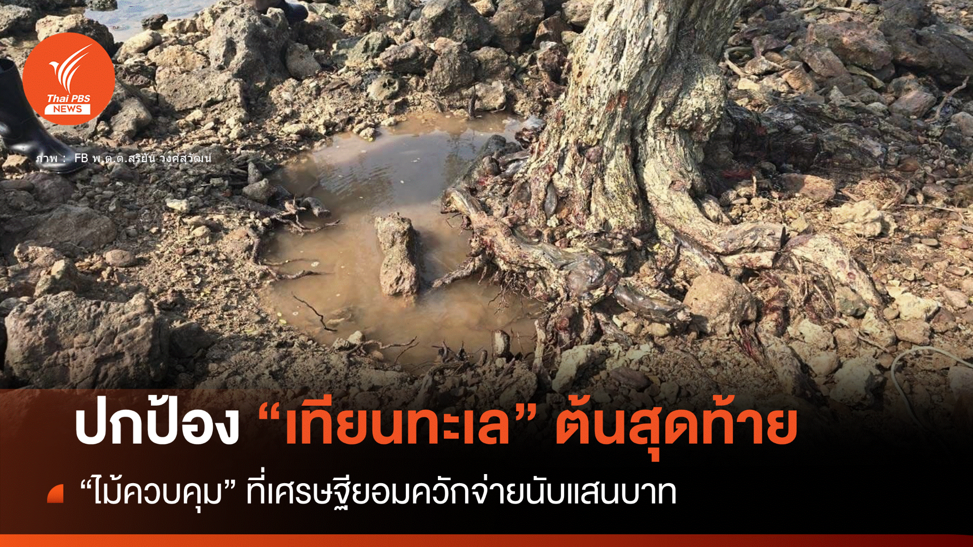 ทช.เตือนลอบขุด "ต้นเทียนทะเล" โทษจำคุก 1 ปีปรับ 1 แสน