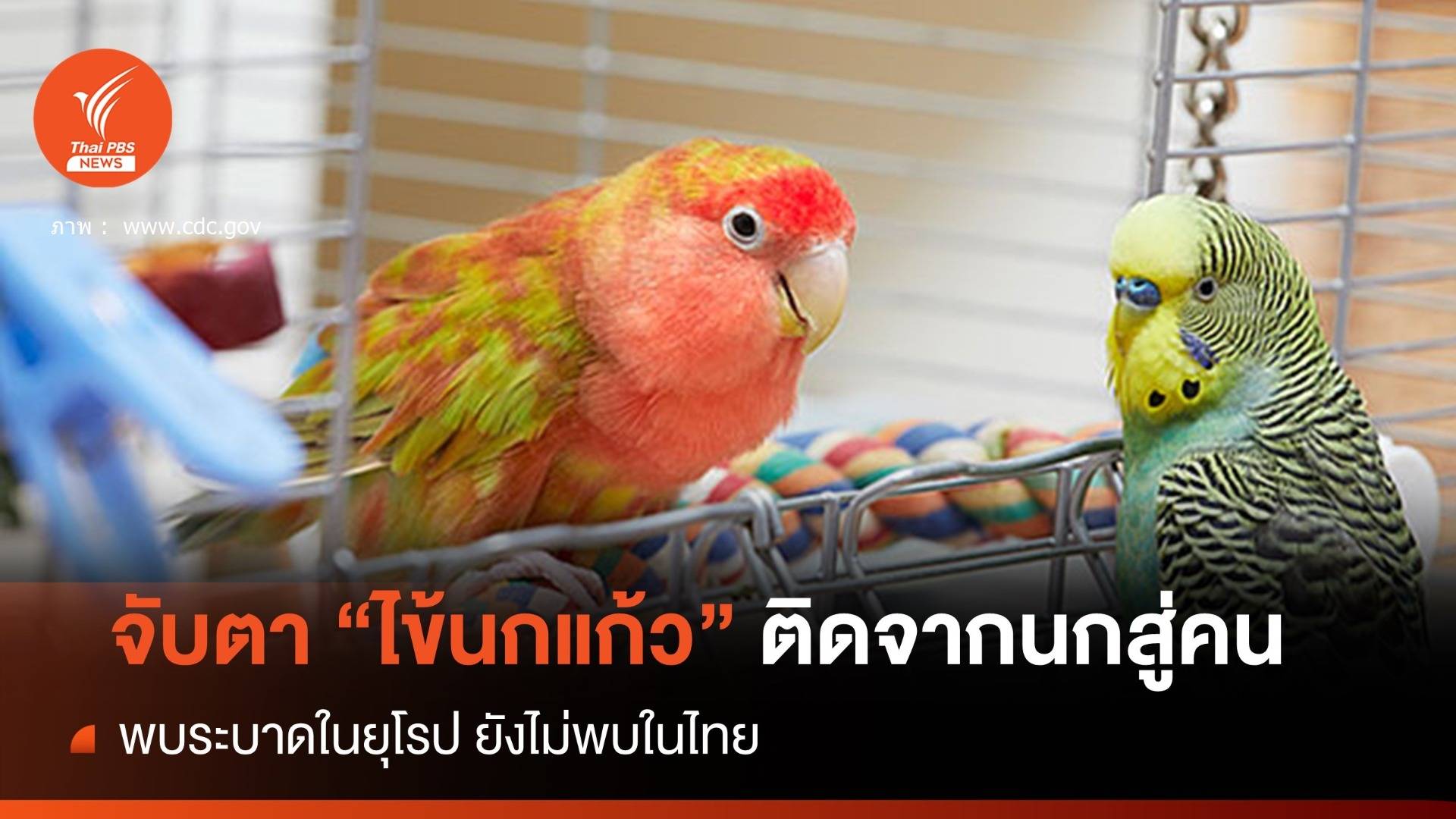จับตา "ไข้นกแก้ว" ติดจากนกสู่คนพบระบาดในยุโรป ยังไม่พบในไทย