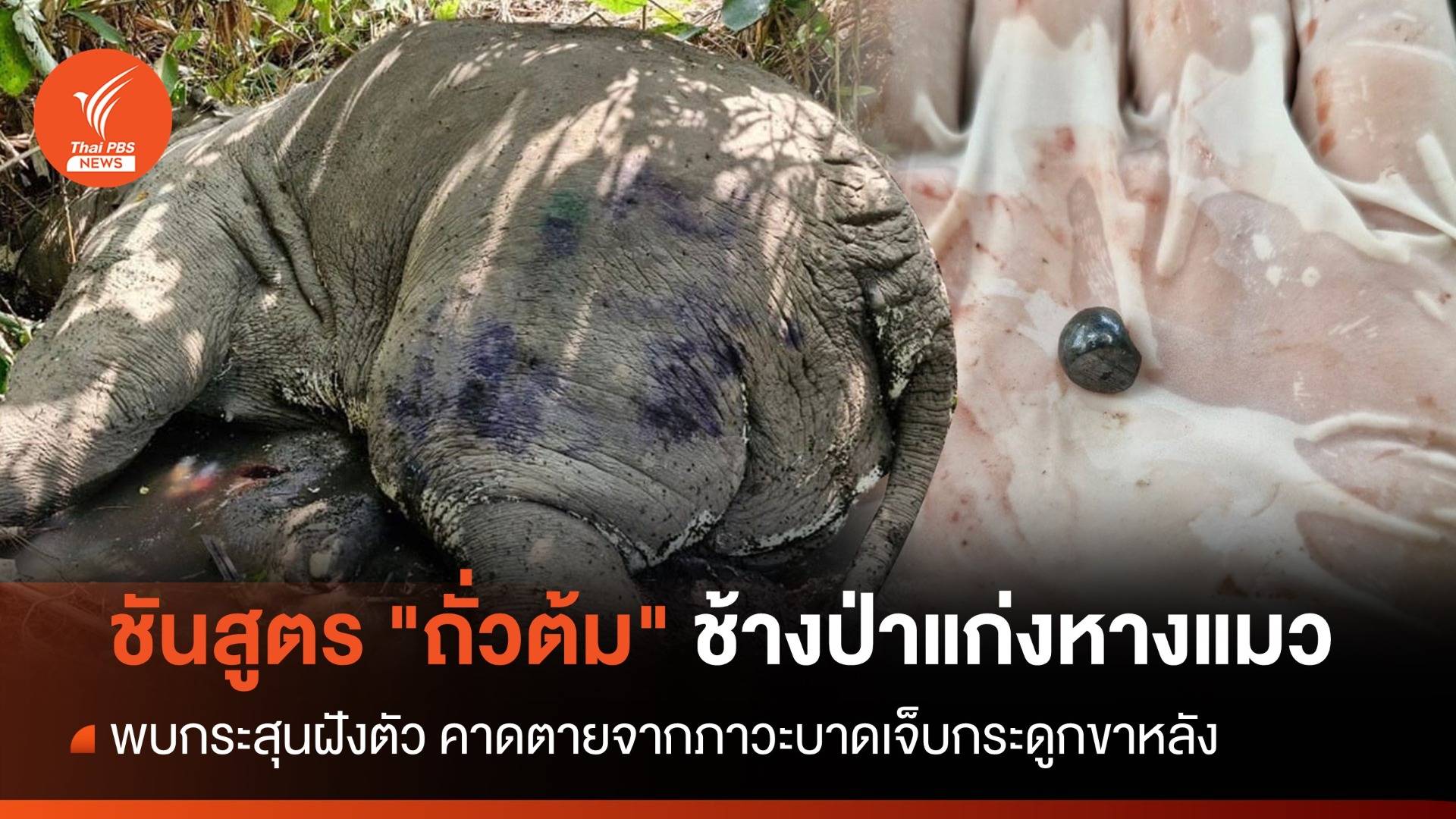 ชันสูตร "ถั่วต้ม" ช้างป่าแก่งหางแมว พบกระสุนฝังตัว-ขา