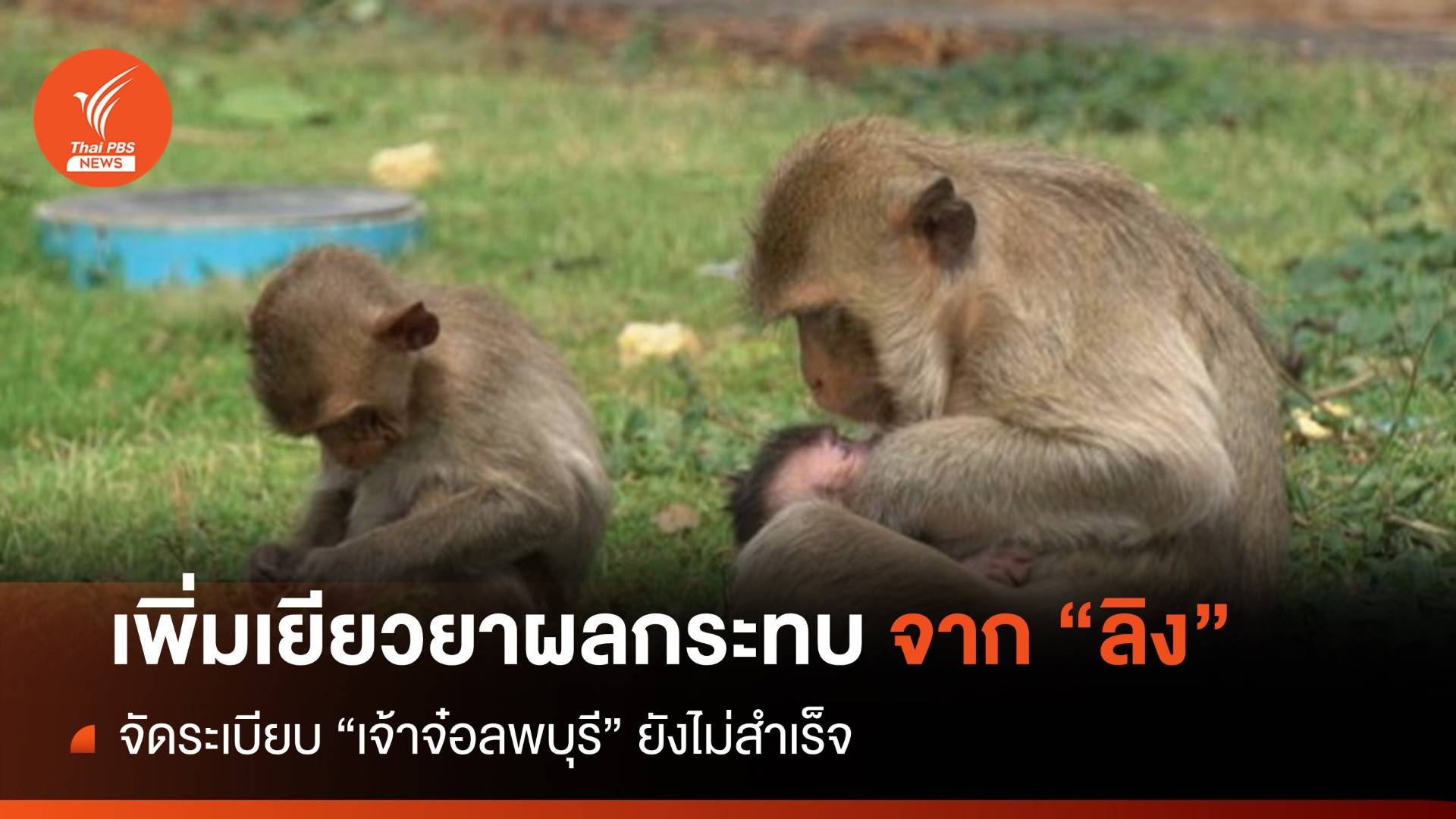 อุทยานฯ ทบทวนระเบียบเยียวยาผู้เสียหายจากลิง 