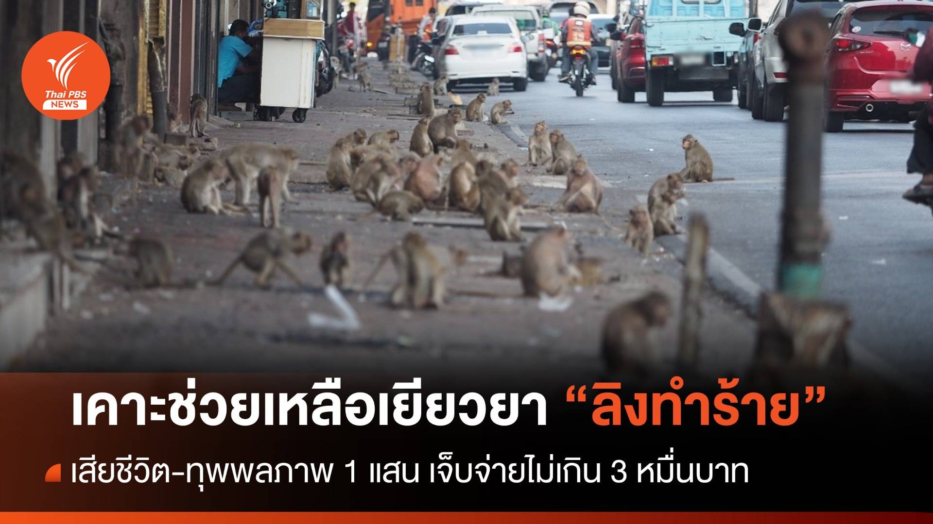 เคาะช่วยเหลือเยียวยา “ลิงทำร้าย” เจ็บจ่ายไม่เกิน 3 หมื่น