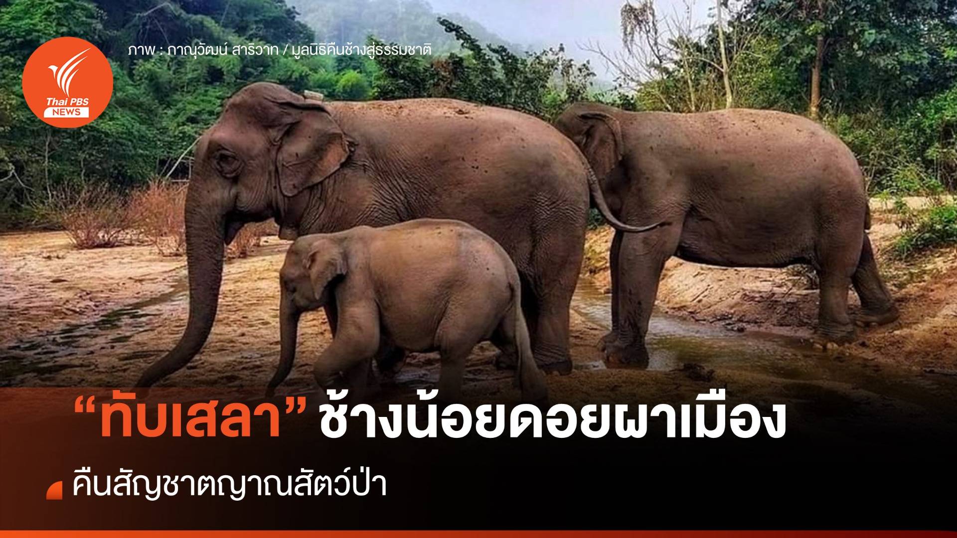 คืนสัญชาตญาณสัตว์ป่า “ทับเสลา”  ช้างน้อยดอยผาเมือง