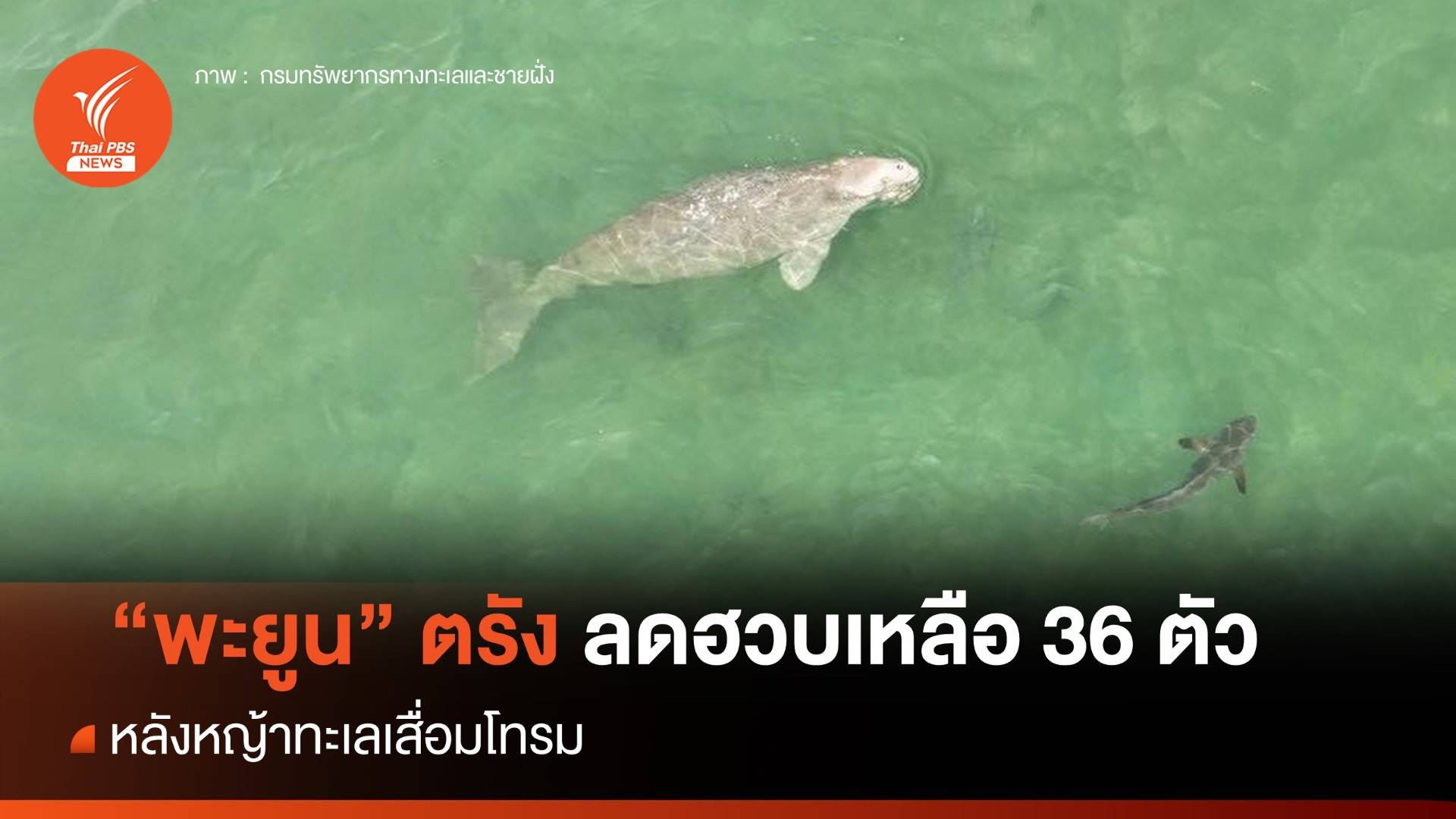 "พะยูน" ตรัง ลดฮวบเหลือ 36 ตัว ส่อสูญพันธุ์ หลังหญ้าทะเลเสื่อมโทรม