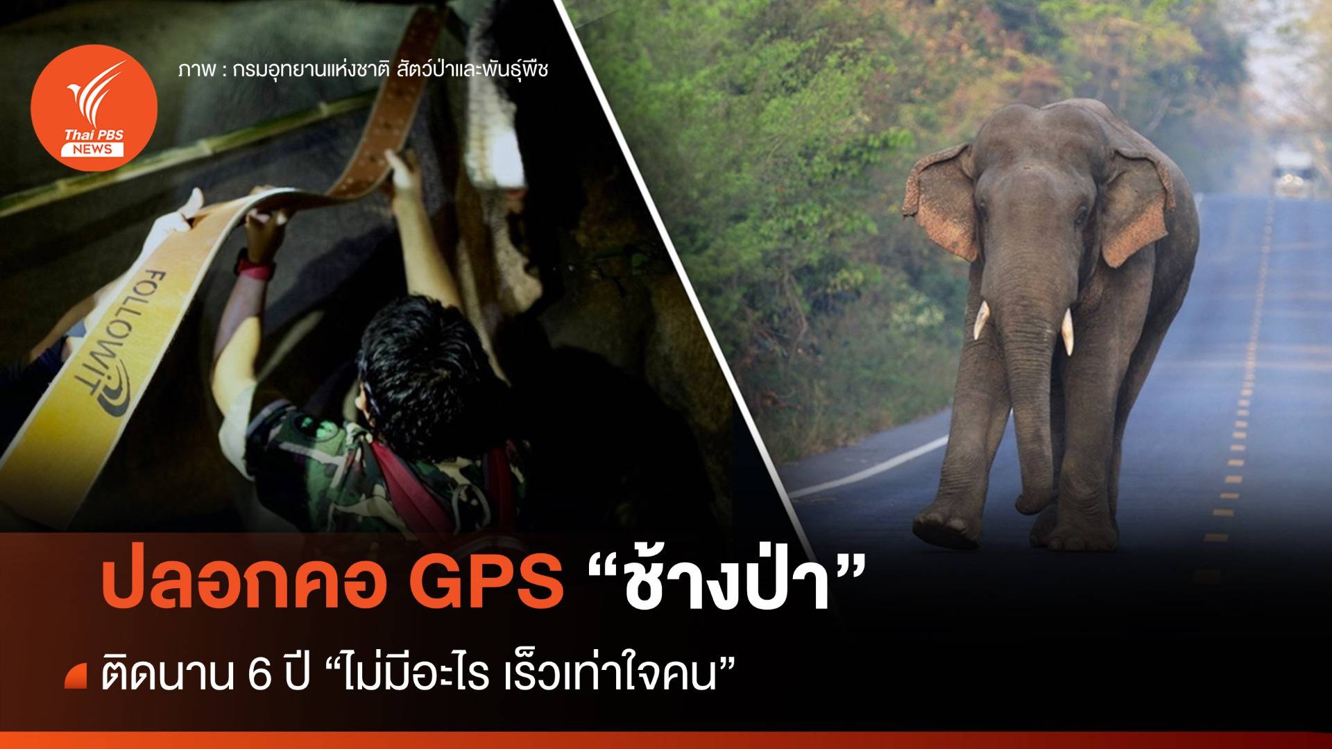 ปลอกคอจีพีเอส "ช้างป่า" ติดนาน 6 ปี "ไม่มีอะไร เร็วเท่าใจคน"