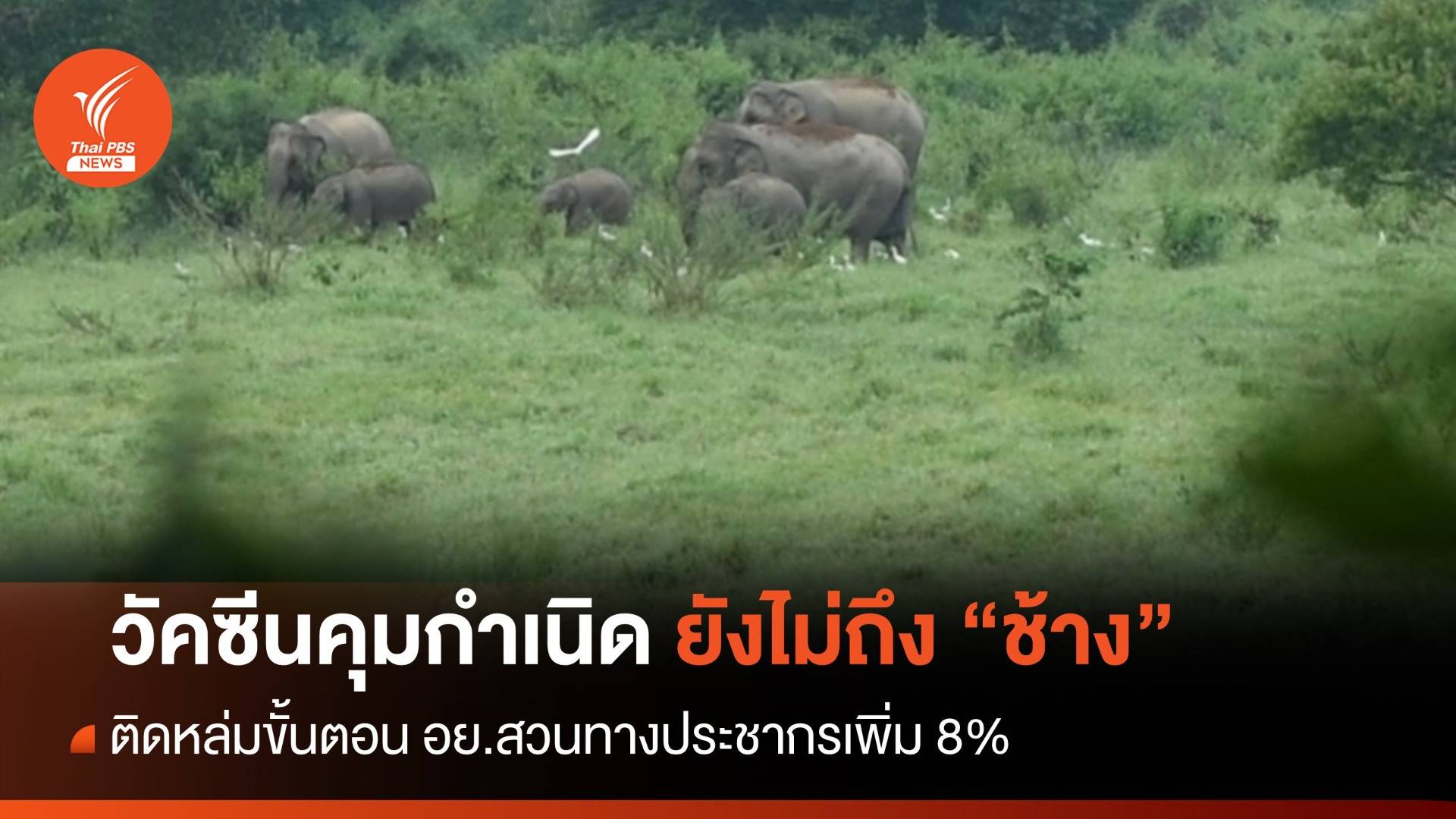 1 ปี "วัคซีนคุมกำเนิดช้าง" ไปไม่ถึงฝัน ติดขั้นตอนอนุญาตนำเข้า