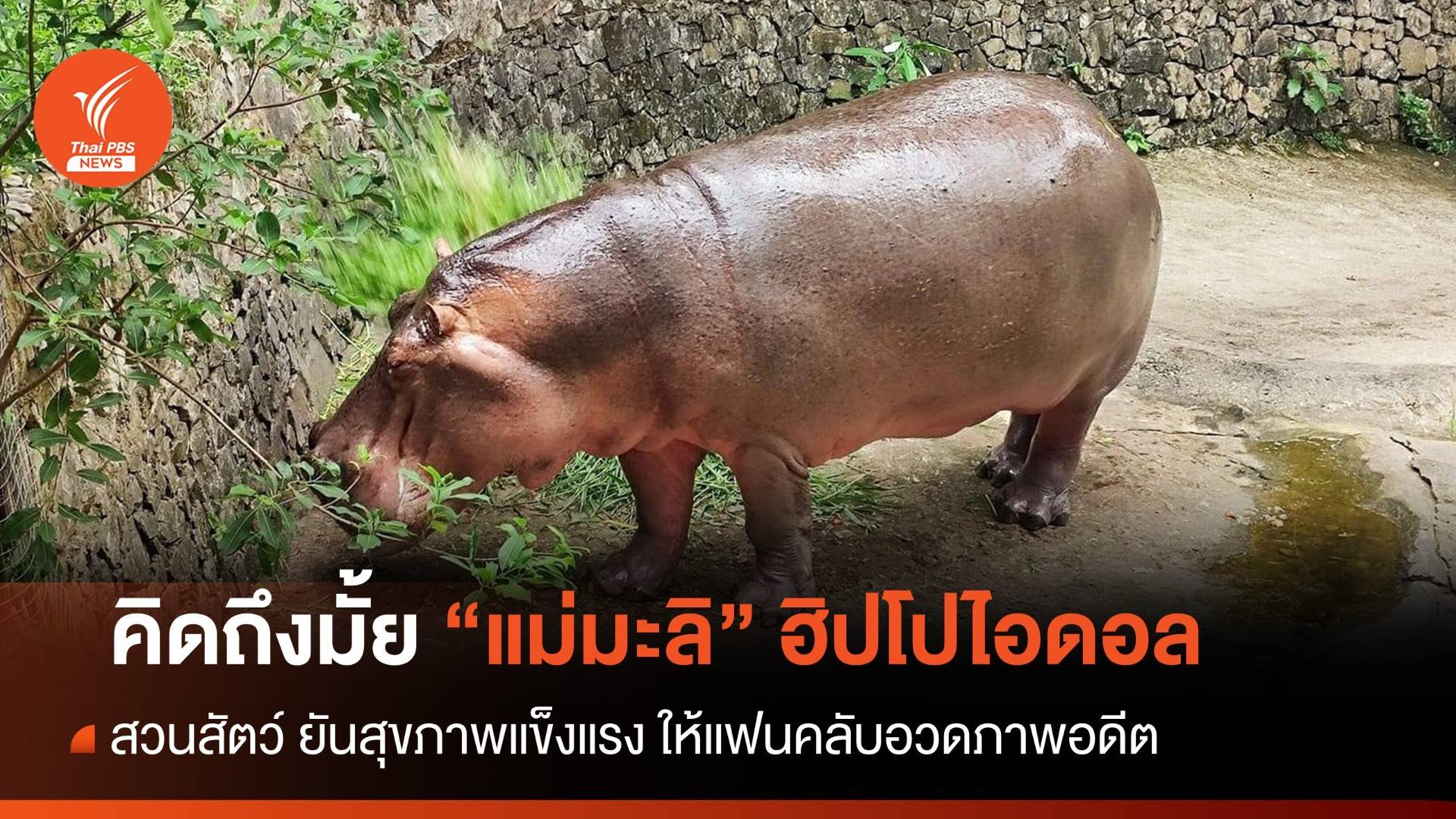 FC "แม่มะลิ" ฮิปโปอายุยืน 58 ปียังแข็งแรง-หลบแช่น้ำทั้งวัน