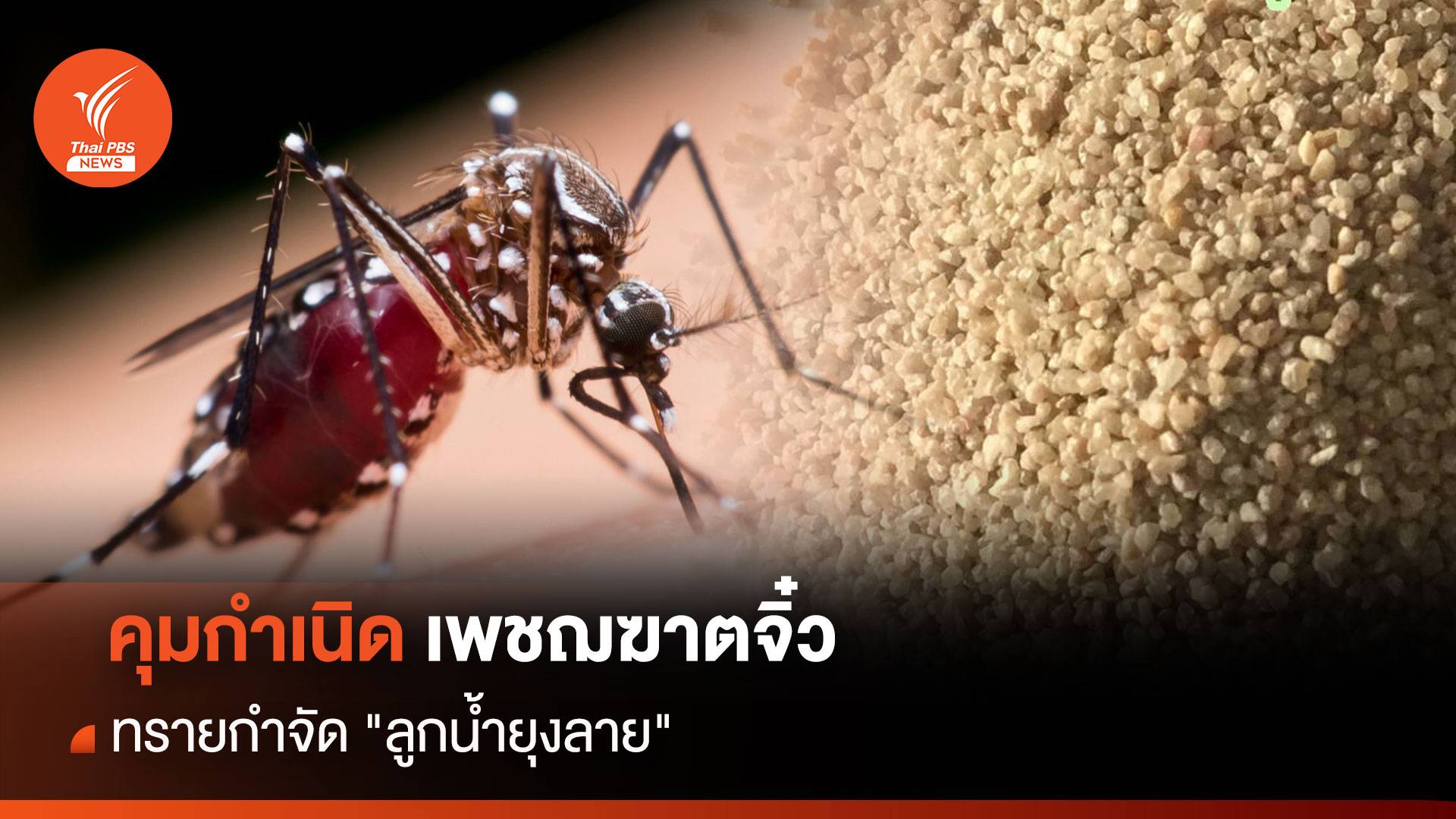 ทรายกำจัด "ลูกน้ำยุงลาย" คุมกำเนิดเพชฌฆาตจิ๋ว