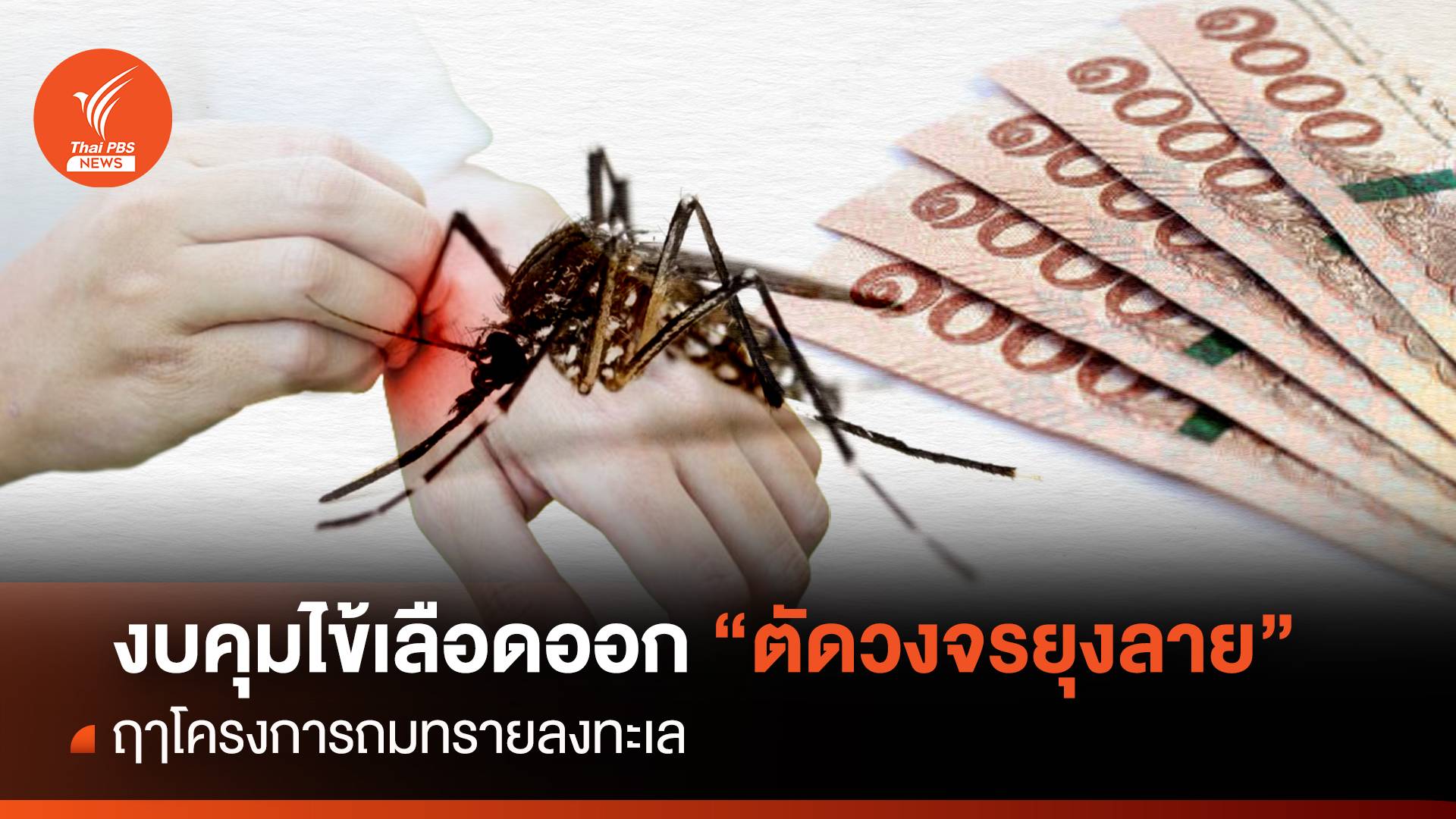 งบคุมไข้เลือดออก “ตัดวงจรยุงลาย” ฤาโครงการถมทรายลงทะเล