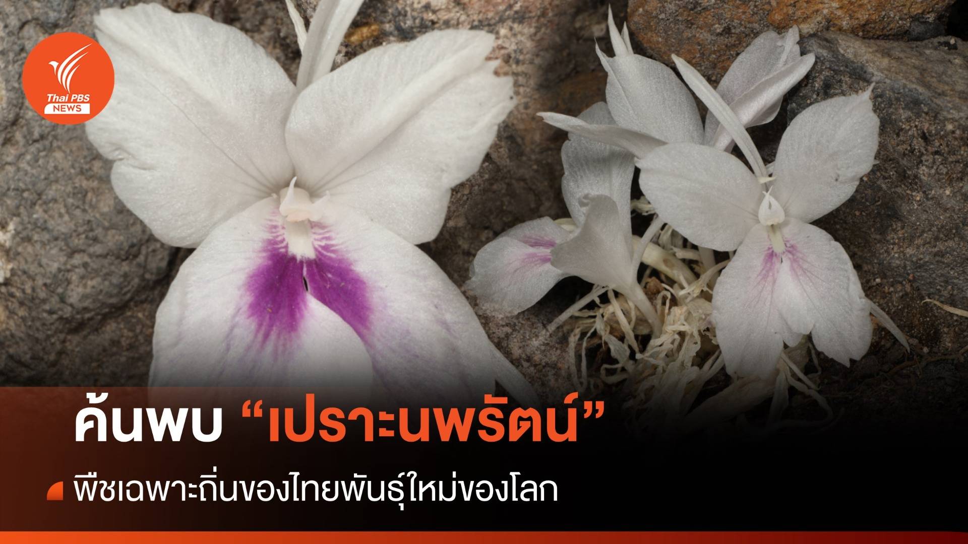 ค้นพบ "เปราะนพรัตน์" พืชเฉพาะถิ่นพันธุ์ใหม่ของโลก