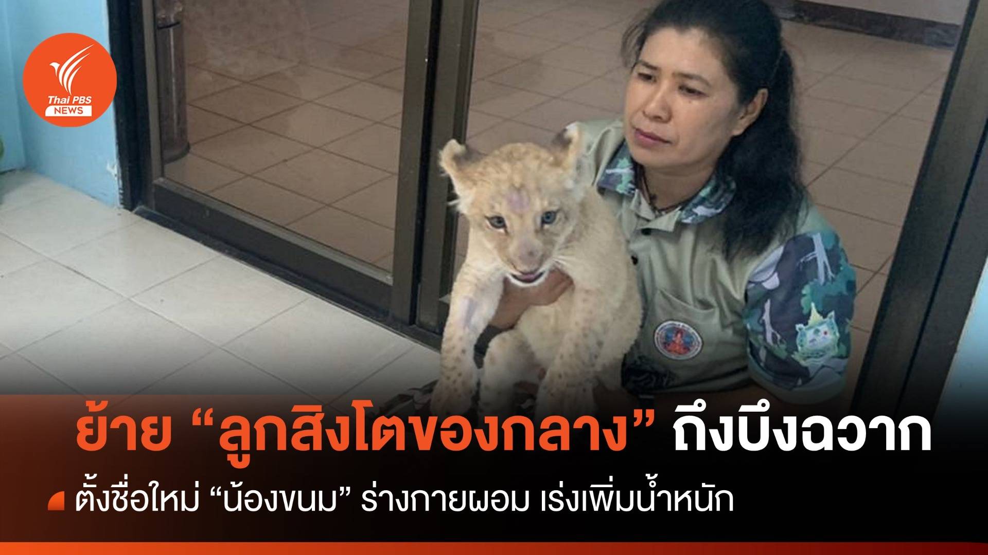 ย้าย "น้องขนม" ลูกสิงโตของกลาง ถึงบึงฉวาก