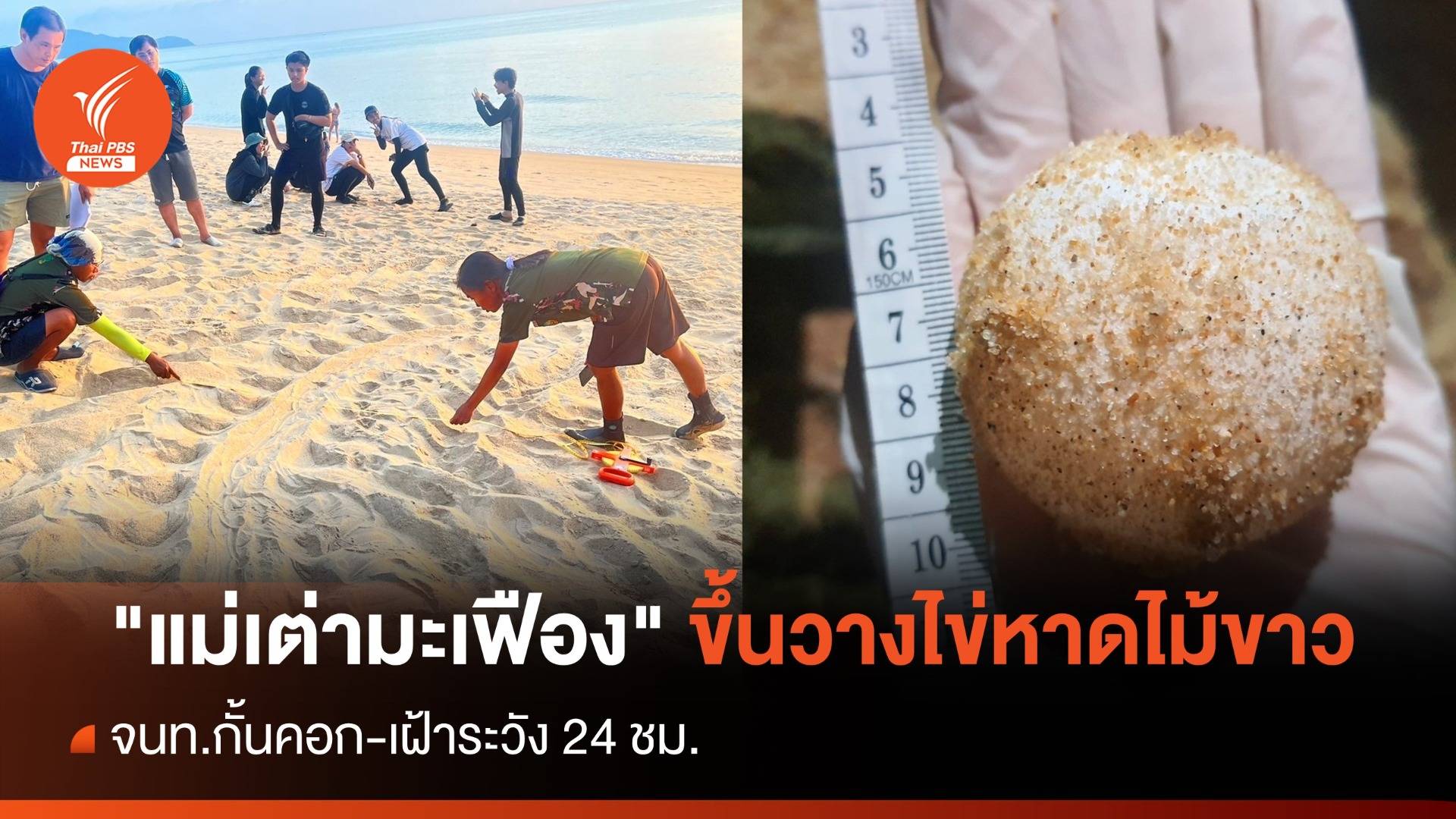 "แม่เต่ามะเฟือง" วางไข่หาดไม้ขาว จ.ภูเก็ต