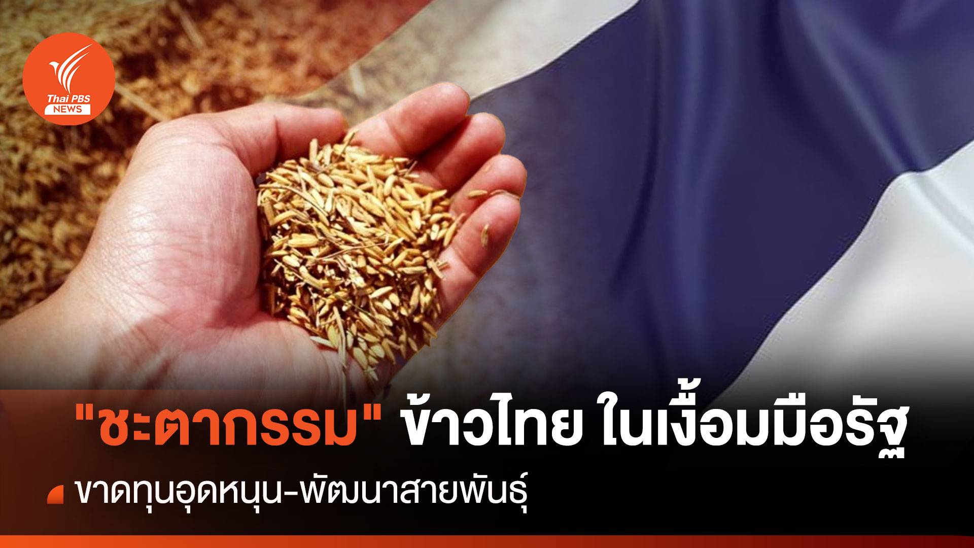 "ชะตากรรม"ข้าวไทย ในเงื้อมมือรัฐ ขาดทุน หนุน-พัฒนาสายพันธุ์