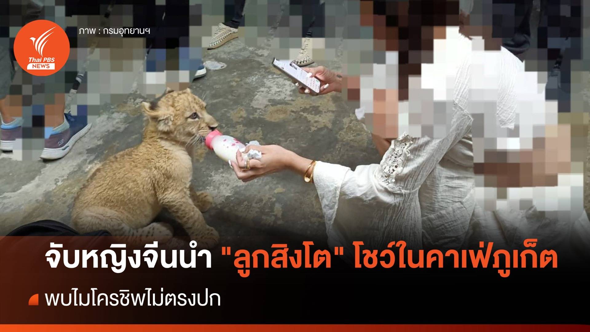 จับหญิงจีน นำ "ลูกสิงโต" โชว์ในคาเฟ่ภูเก็ต พบไมโครชิพไม่ตรงปก