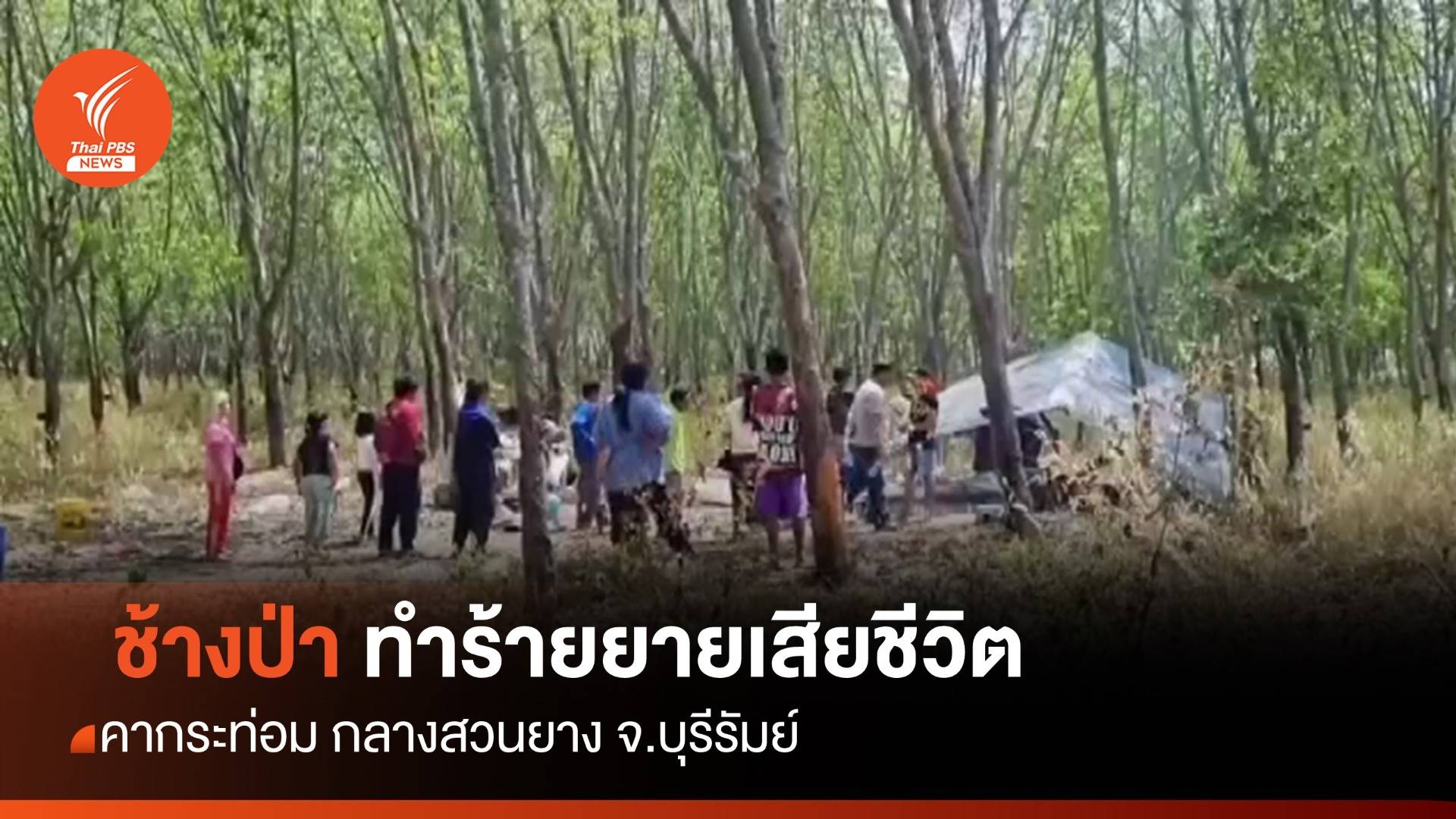 ช้างป่าทำร้ายยายวัย 70 ปี เสียชีวิตคากระท่อม