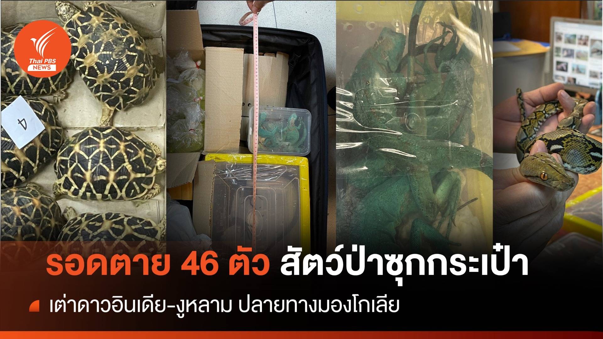 ลอบนำเต่าดาวอินเดีย-มังกรโคโมโด ปลายทางมองโกเลีย