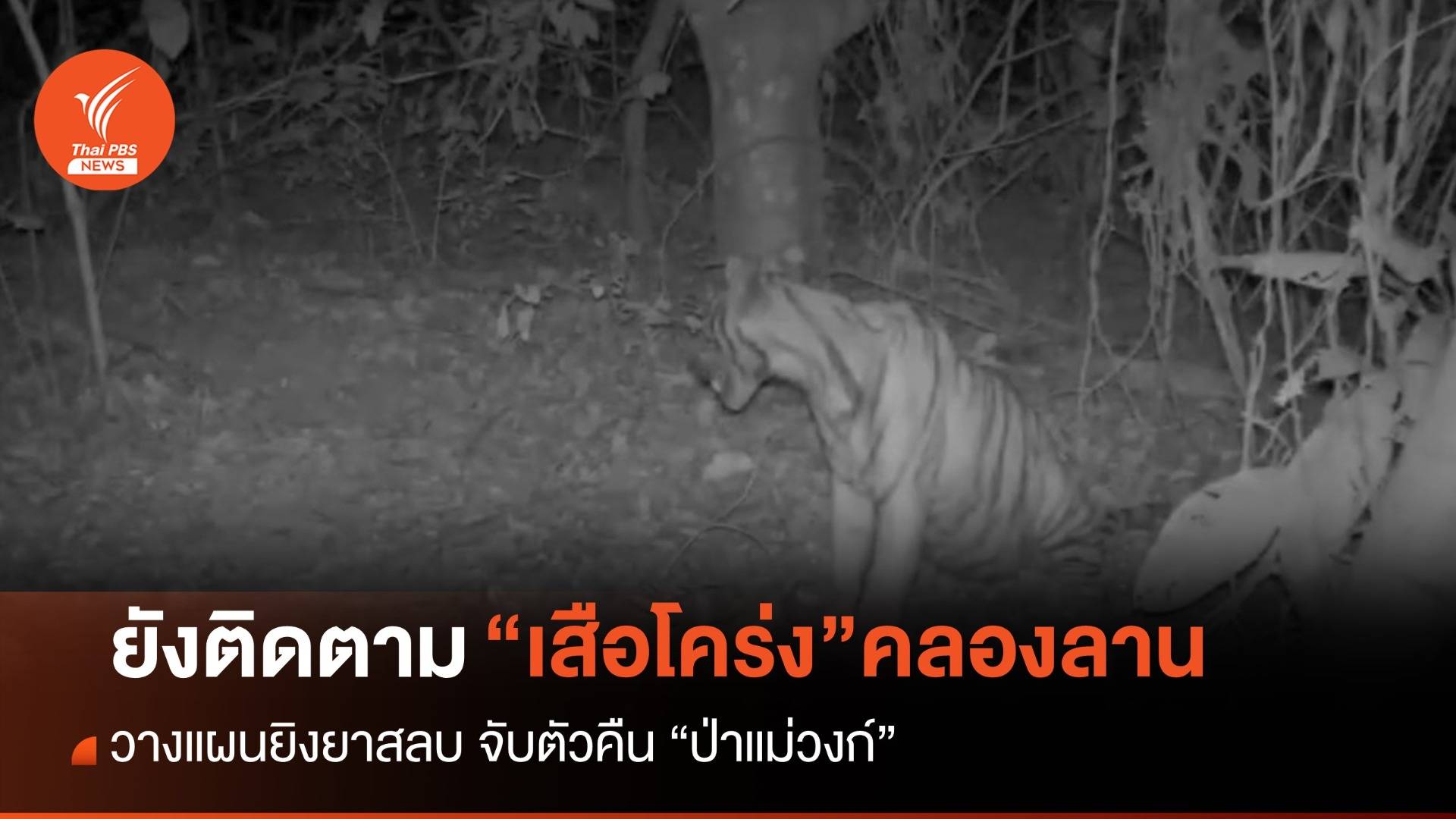 นักวิจัยชี้ “รอยเสือโคร่ง” ที่คลองลาน เป็นเสือข้ามถิ่นจากแม่วงก์