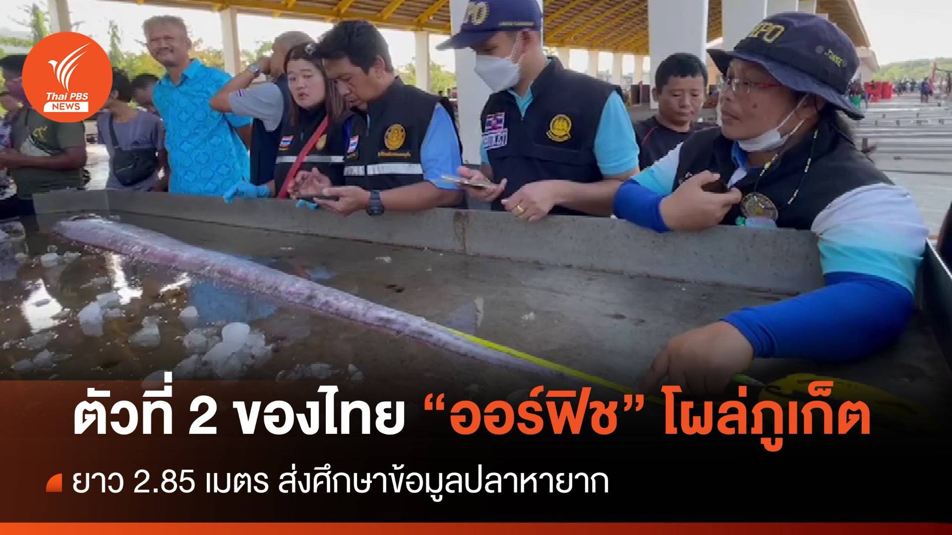 ตัวที่ 2 ของไทย พบซาก “ออร์ฟิช” ยาว 2.85 เมตร โผล่ภูเก็ต