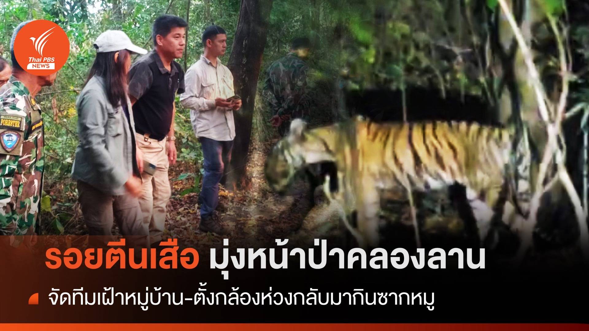 ติดกล้องดัก "เสือโคร่ง" ห่วงย้อนกินเหยื่อ-รอยตีนมุ่งป่าคลองลาน