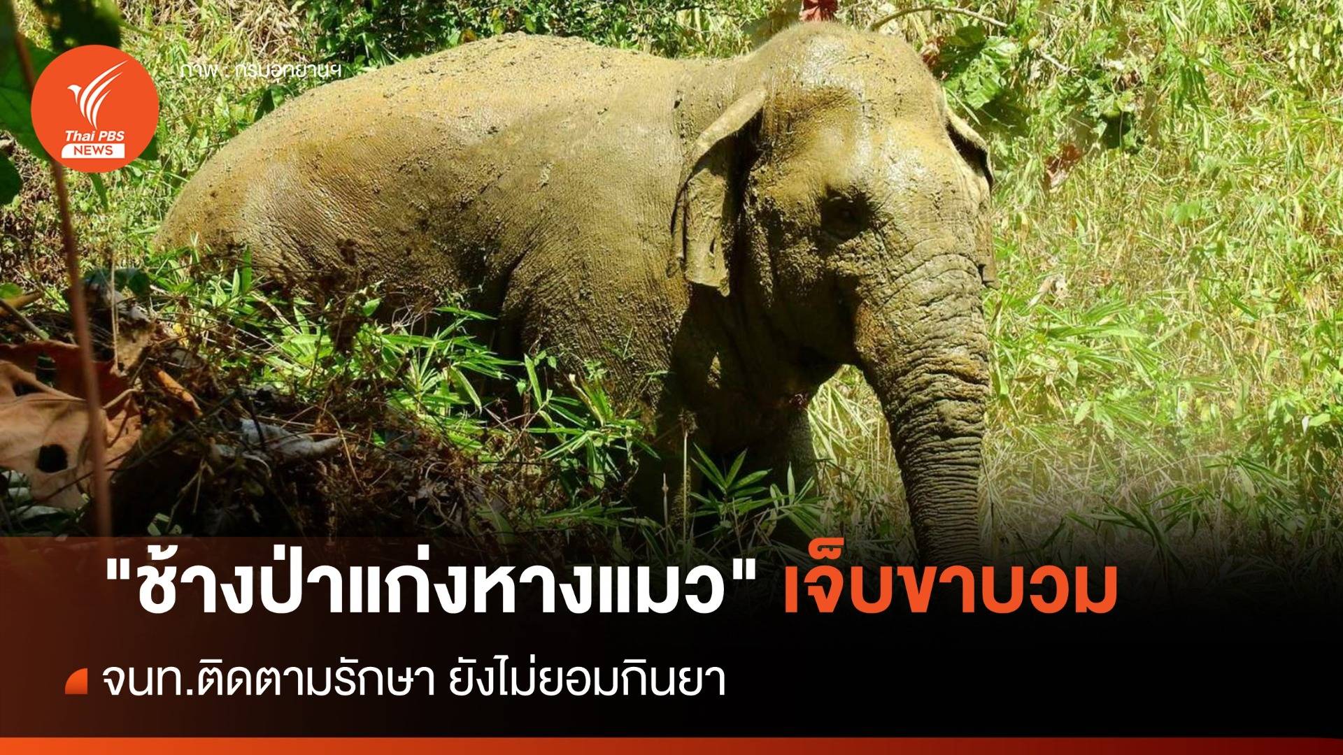 จนท.ติดตาม "ช้างป่าแก่งหางแมว" บาดเจ็บขาบวม ยังไม่ยอมกินยา