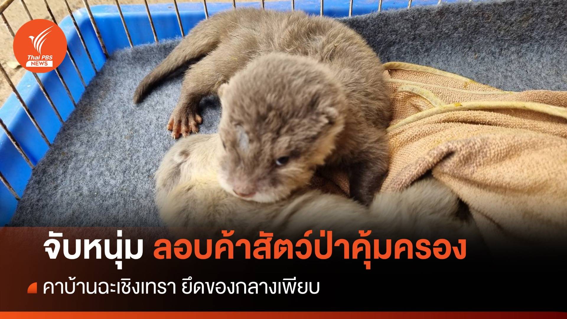 จับหนุ่มลอบค้าสัตว์ป่าคุ้มครองผ่านเฟซบุ๊ก ยึดของกลางเพียบ