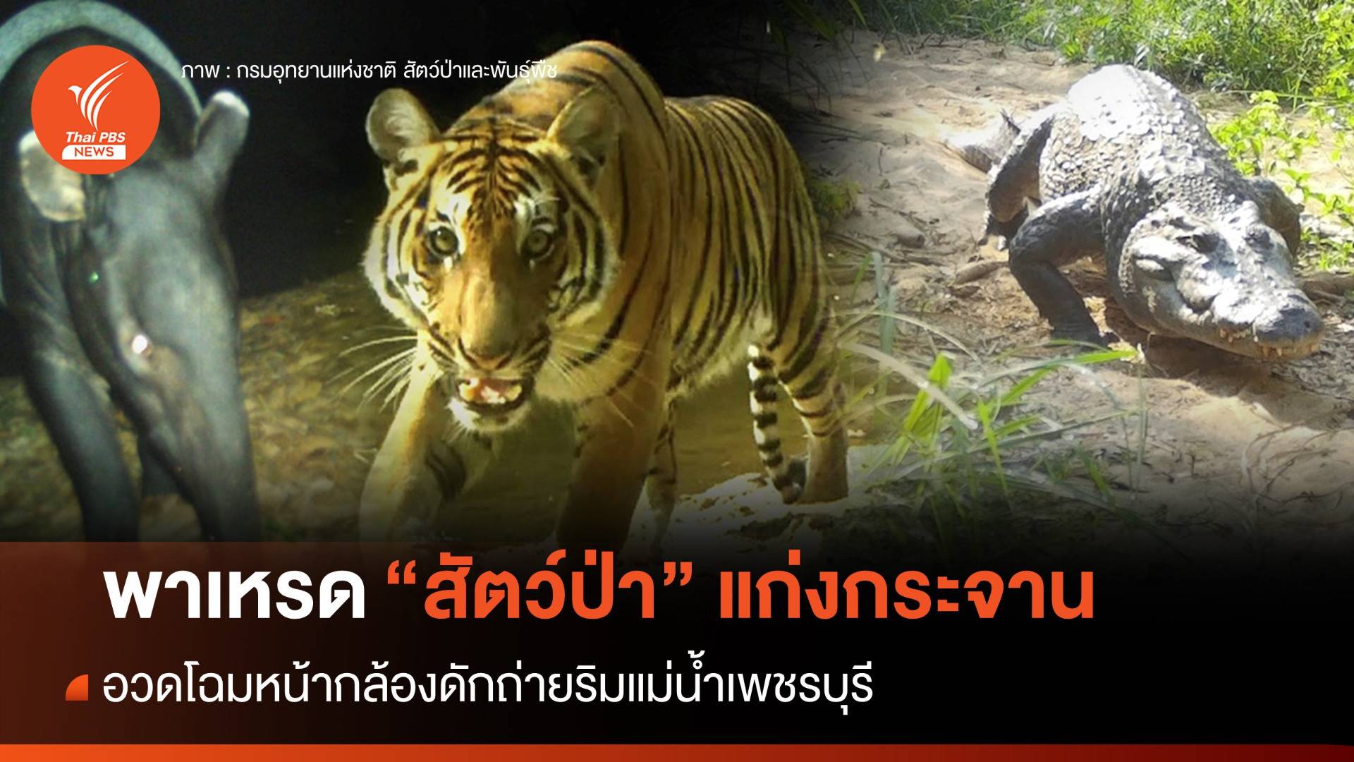 พาเหรด "สัตว์ป่า" แก่งกระจาน อวดโฉมหน้ากล้องริมน้ำเพชรบุรี