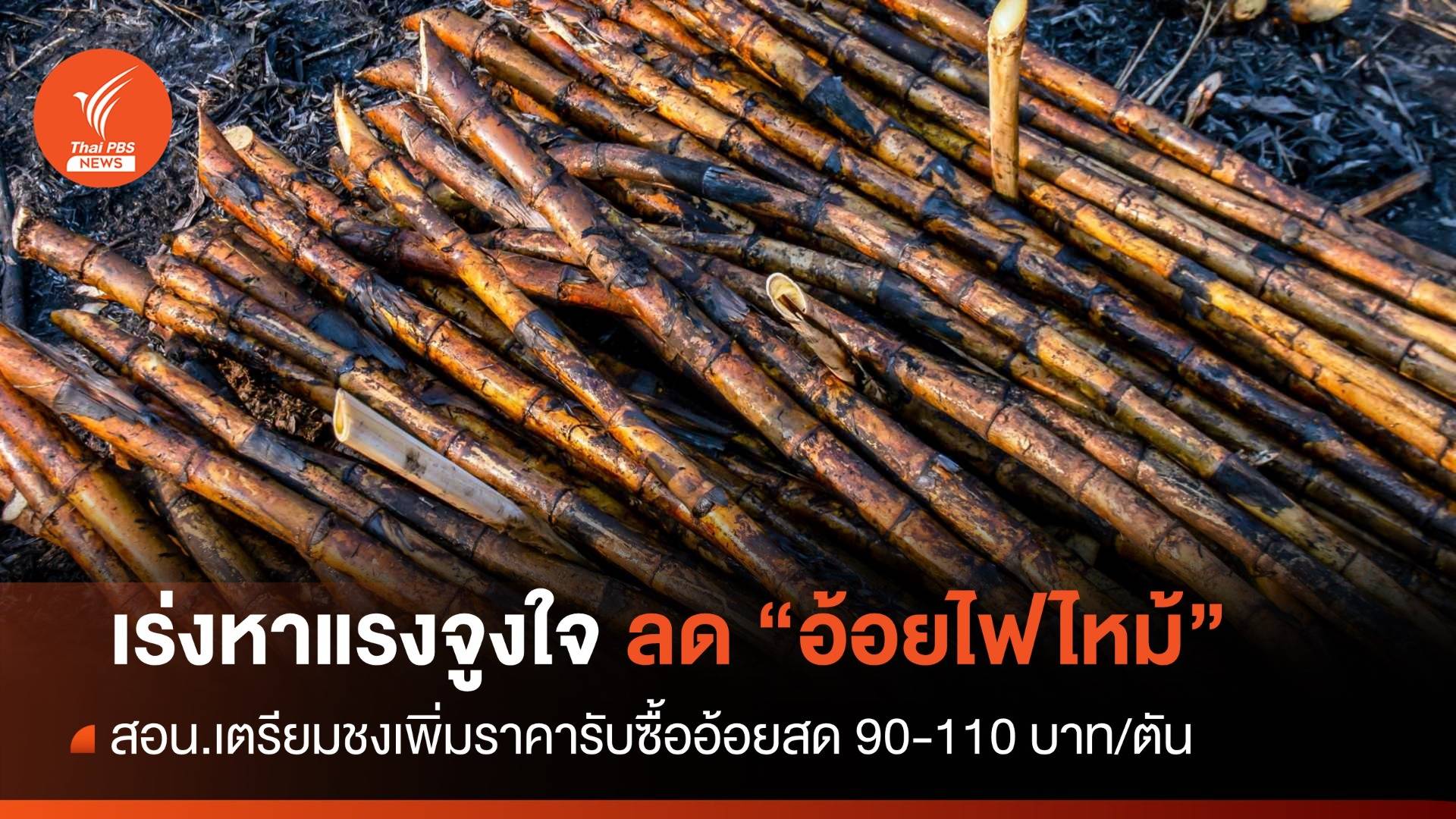 "โคราช" ลักลอบเผาสูงสุด สอน.เร่งหาแรงจูงใจลดอ้อยไฟไหม้เข้าโรงงาน
