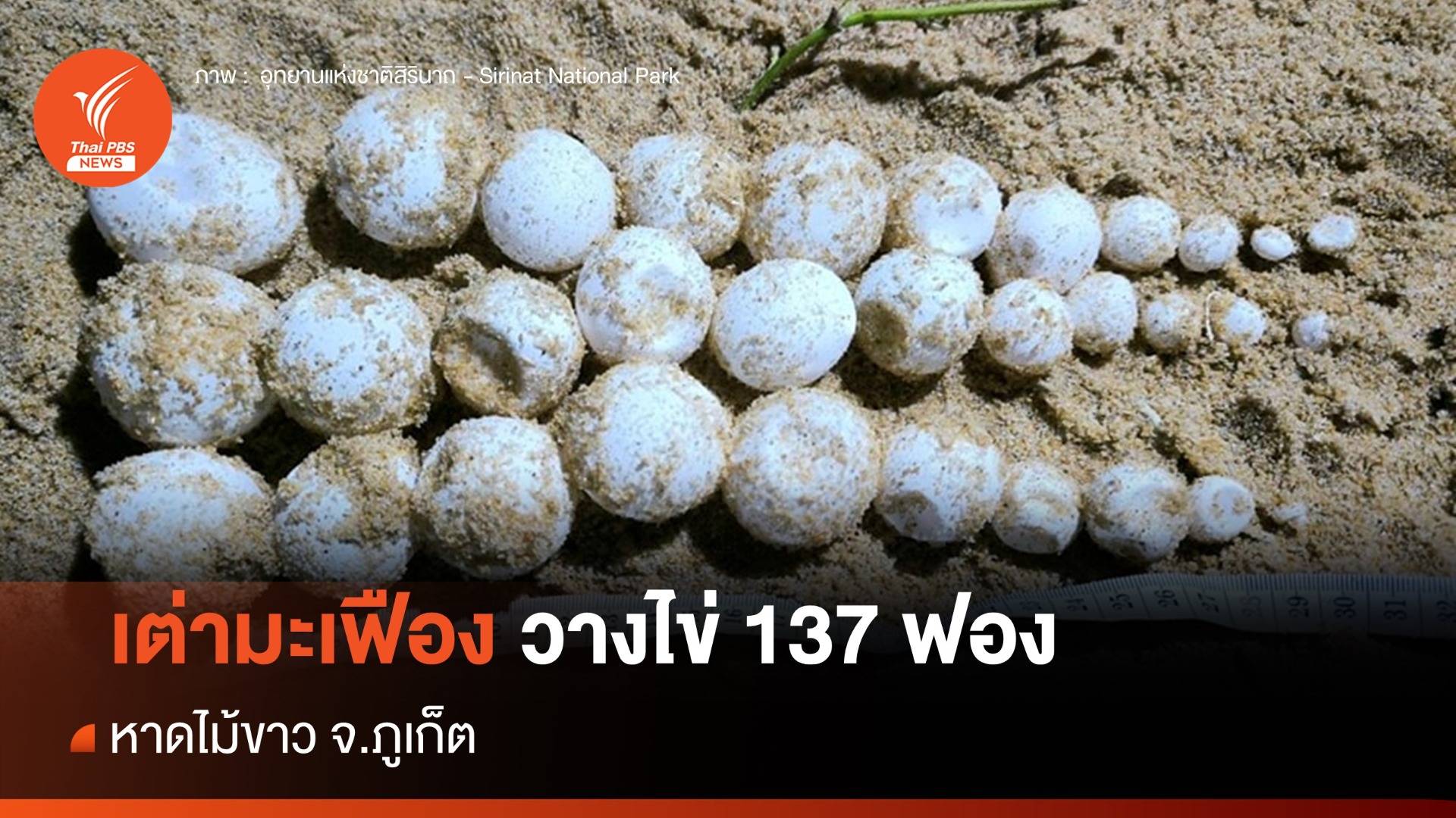 พบเต่ามะเฟืองวางไข่ 137 ฟอง หาดไม้ขาว จ.ภูเก็ต