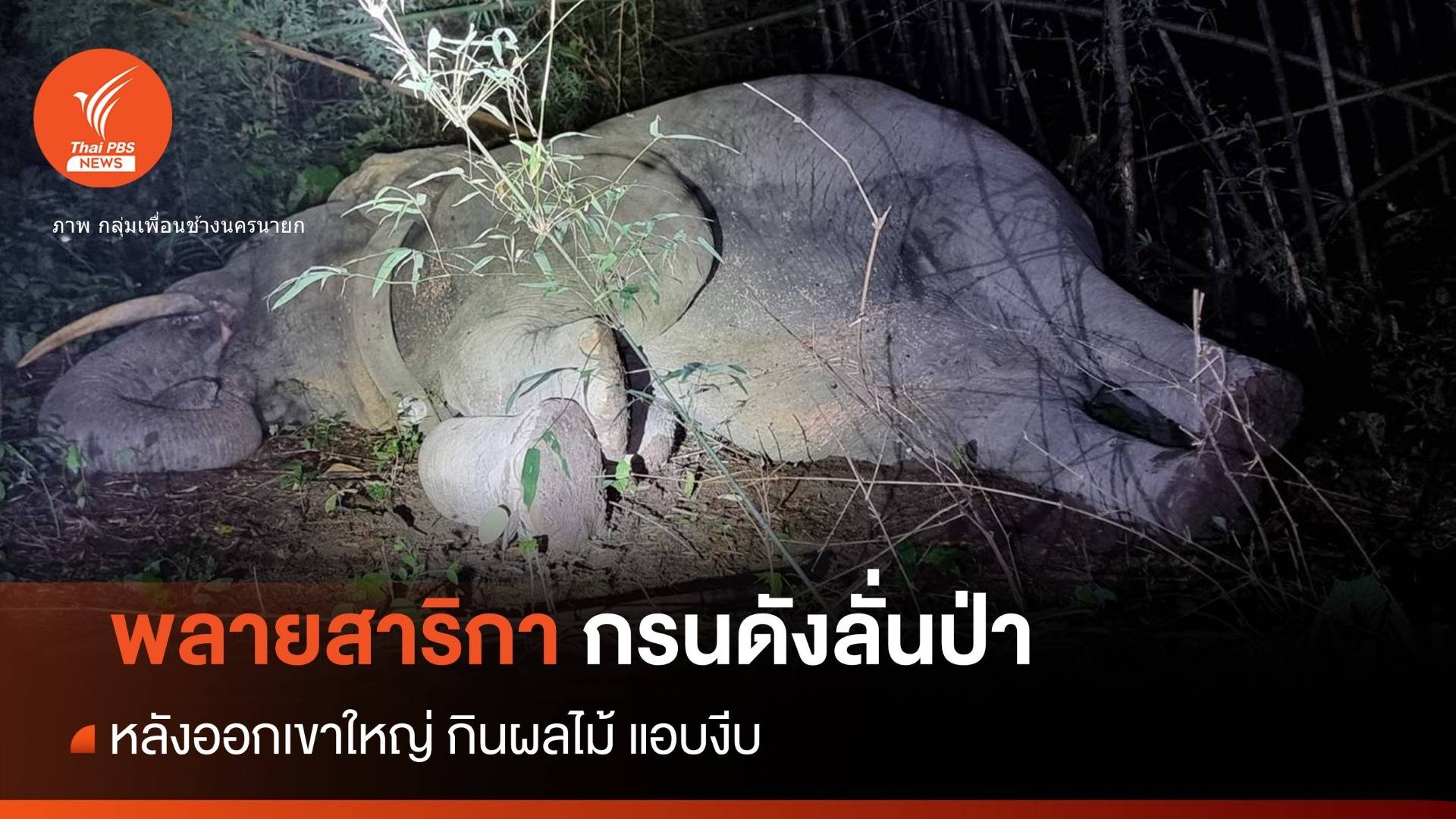 อมยิ้ม "พลายสาริกา" กินอิ่มนอนหลับ "กรนเสียงดัง" ลั่นป่า