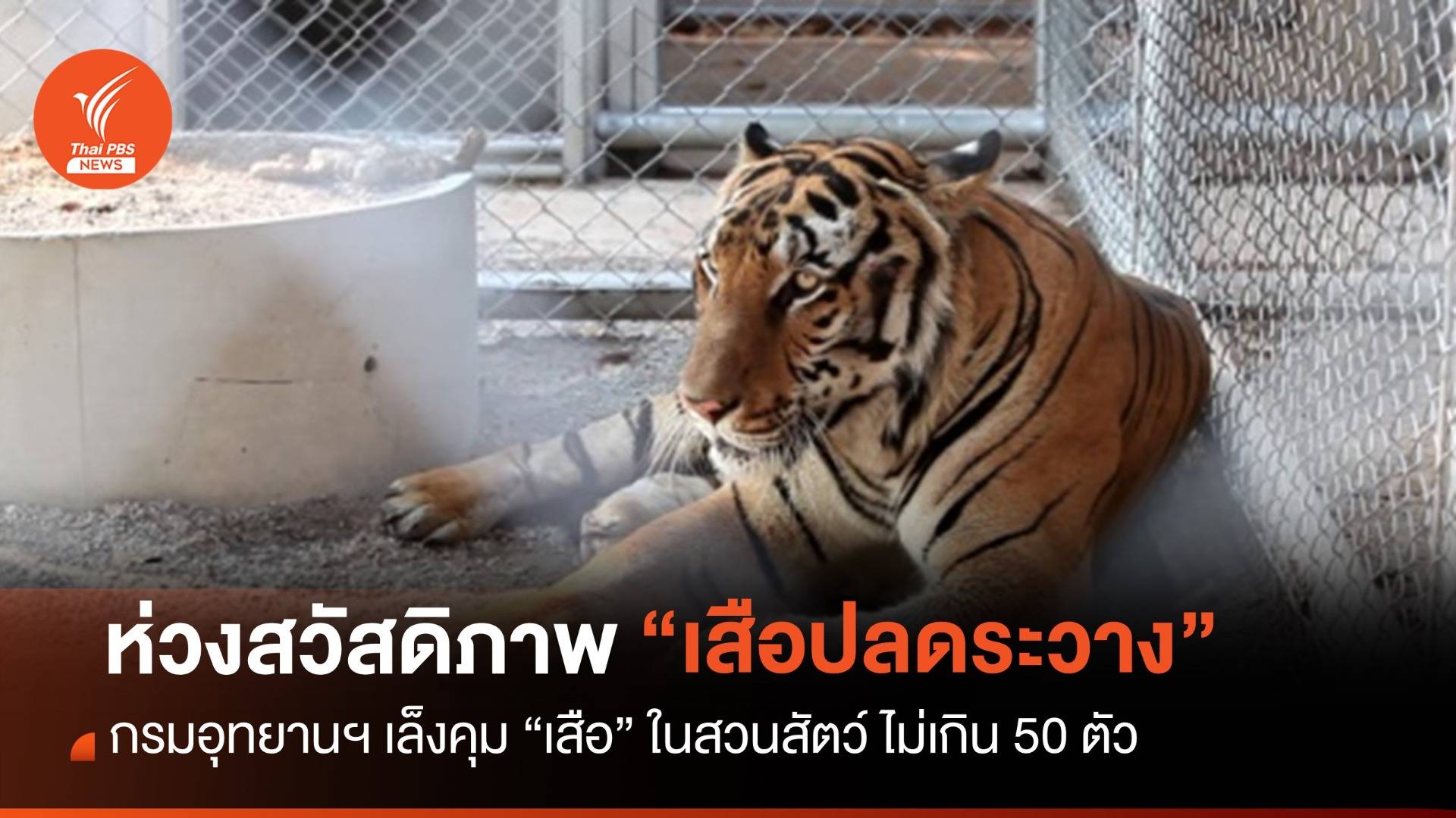 ห่วงสวัสดิภาพ "เสือปลดระวาง" เล็งคุมเสือในสวนสัตว์ไม่เกิน 50 ตัว 