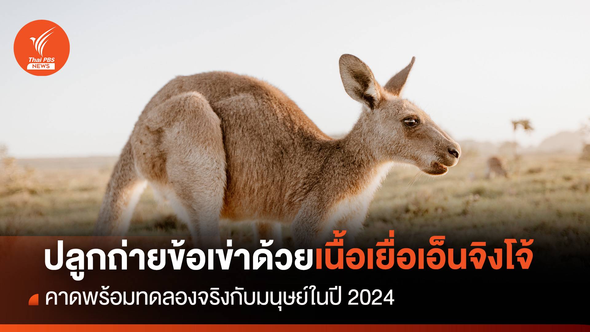 ปลูกถ่ายข้อเข่าใหม่ด้วย "เนื้อเยื่อเอ็นจิงโจ้" คาดพร้อมทดลองจริงในปี 2024