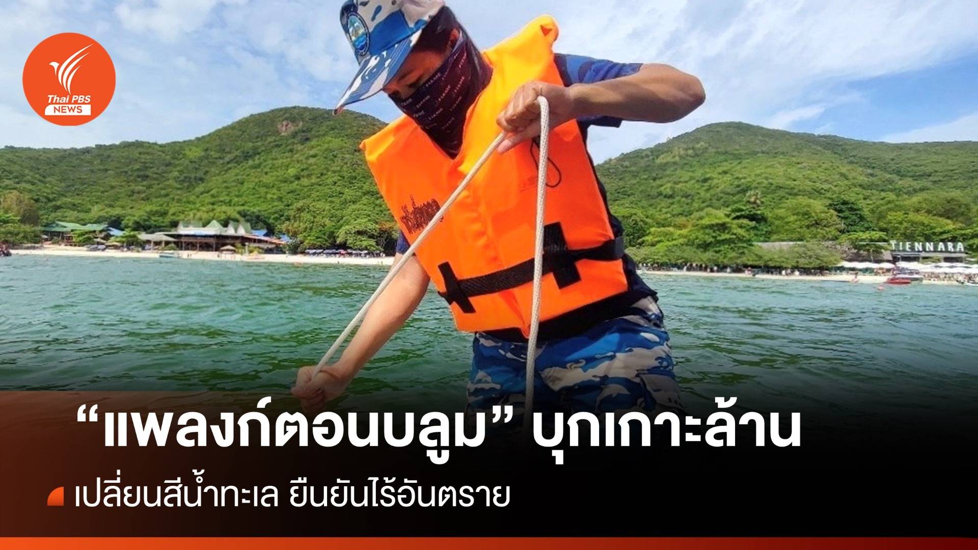 "แพลงก์ตอนบลูม" บุกเกาะล้าน เปลี่ยนสีน้ำทะเล ยันไร้อันตราย