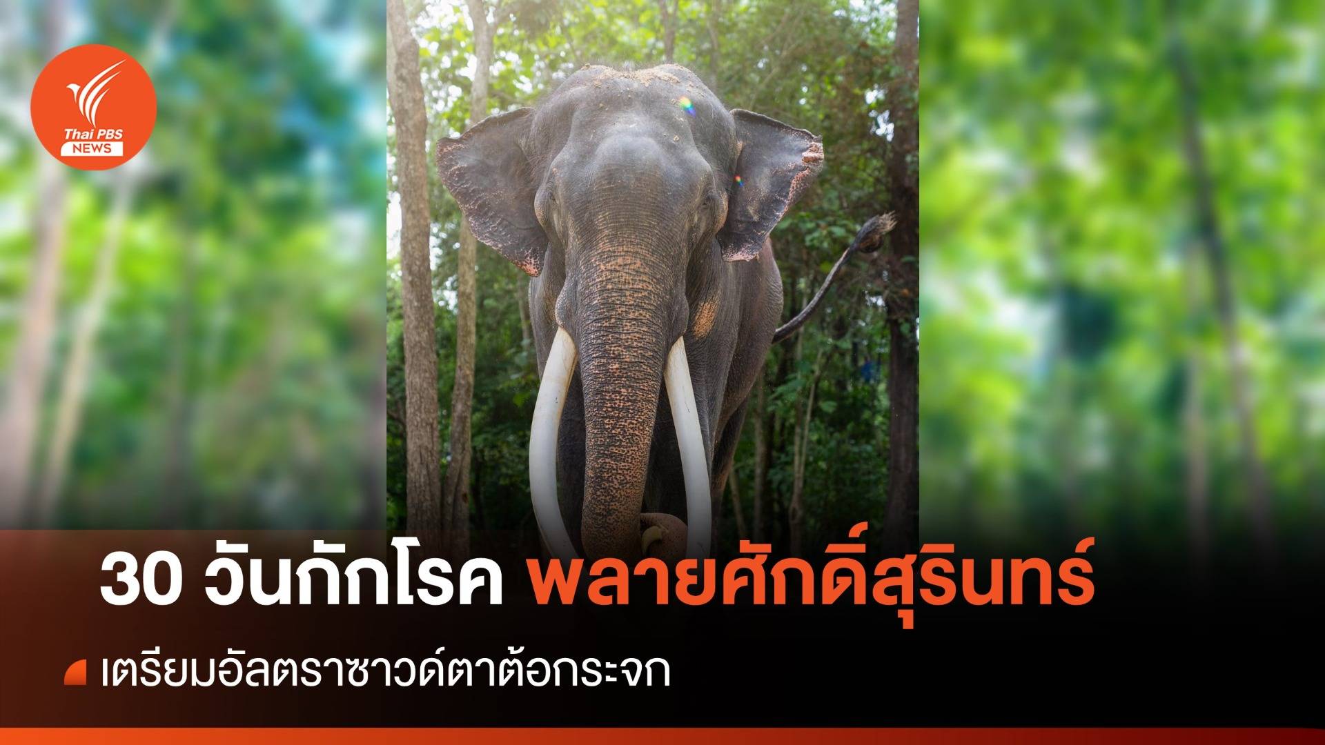 "พลายศักดิ์สุรินทร์" กักโรคครบ 30 วัน เตรียมอัลตราซาวด์ตาต้อกระจก