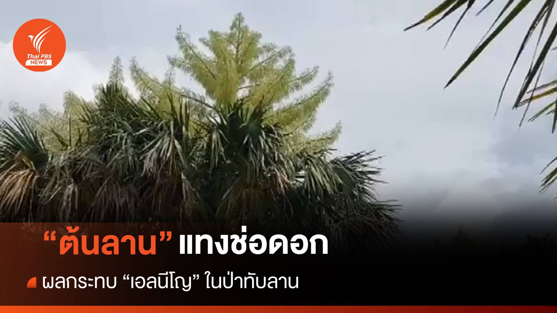 "เอลนีโญ" ส่งผลกระทบทำ "ต้นลาน" แทงช่อออกดอกในป่าทับลาน