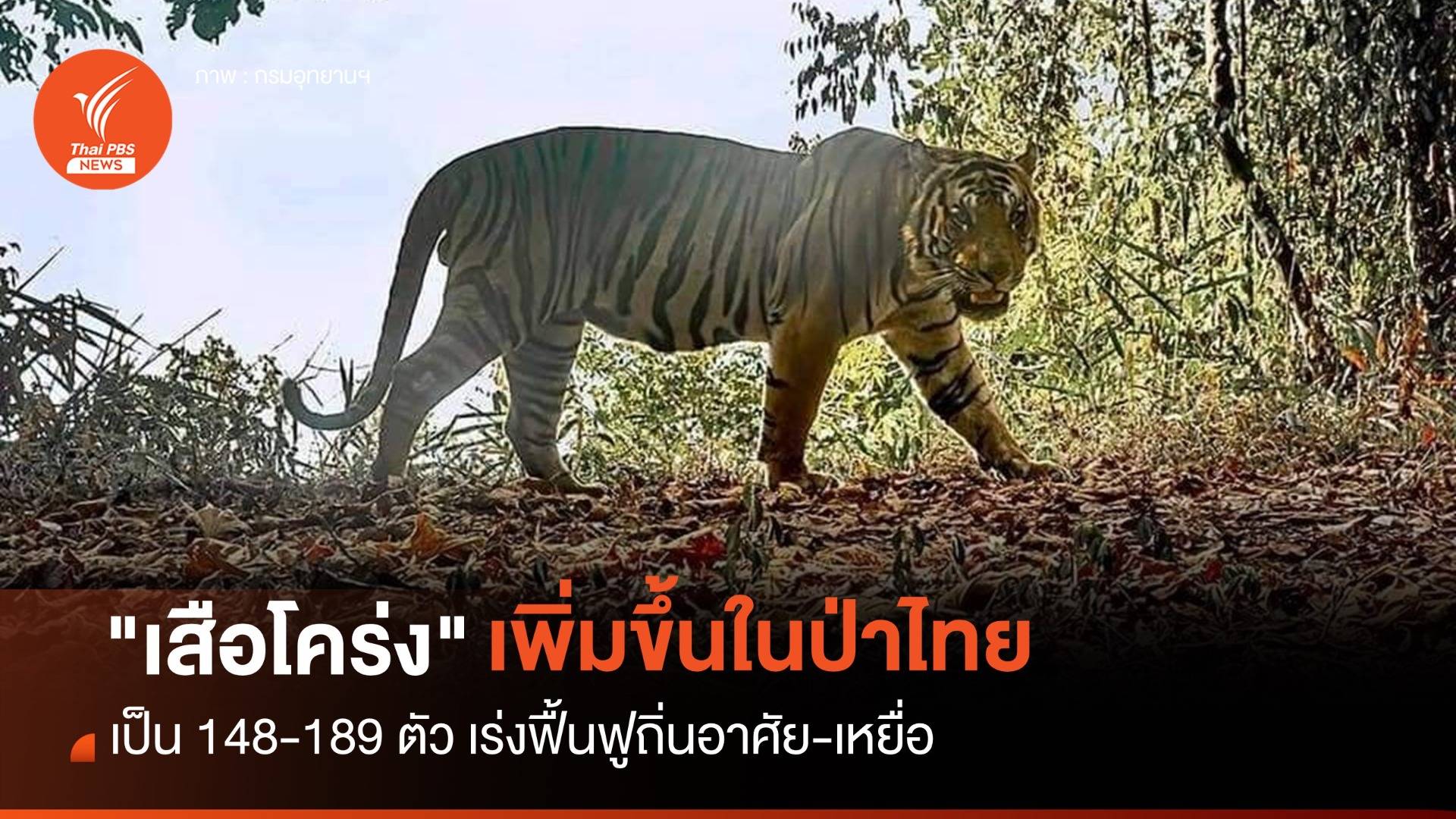 "เสือโคร่ง" ในป่าไทยเพิ่มเป็น 148-189 ตัว เร่งฟื้นฟูเหยื่อ-ถิ่นอาศัย