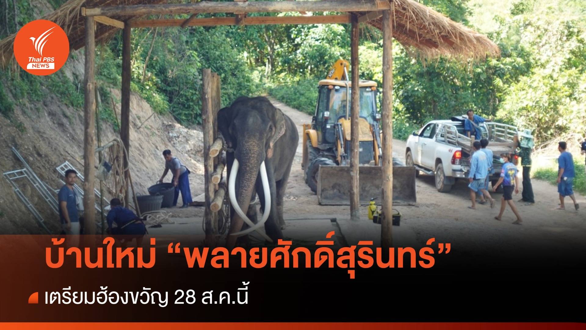 ย้าย "พลายศักดิ์สุรินทร์" บ้านใหม่ศูนย์อนุรักษ์ช้าง ฮ้องขวัญ 28 ส.ค.นี้