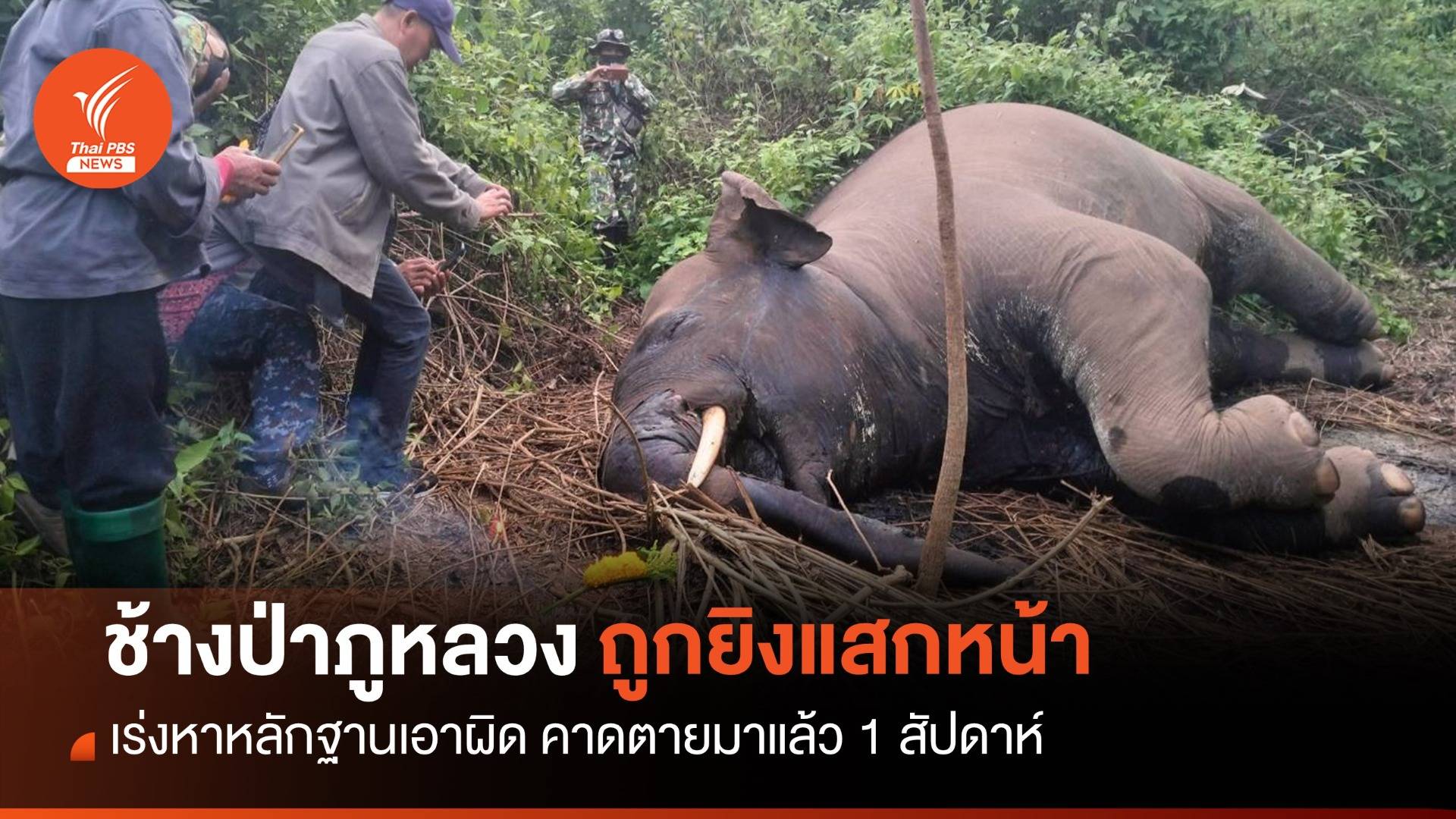 ยิงแสกหน้า "ช้างป่าภูหลวง" เร่งหาหลักฐานเอาผิด